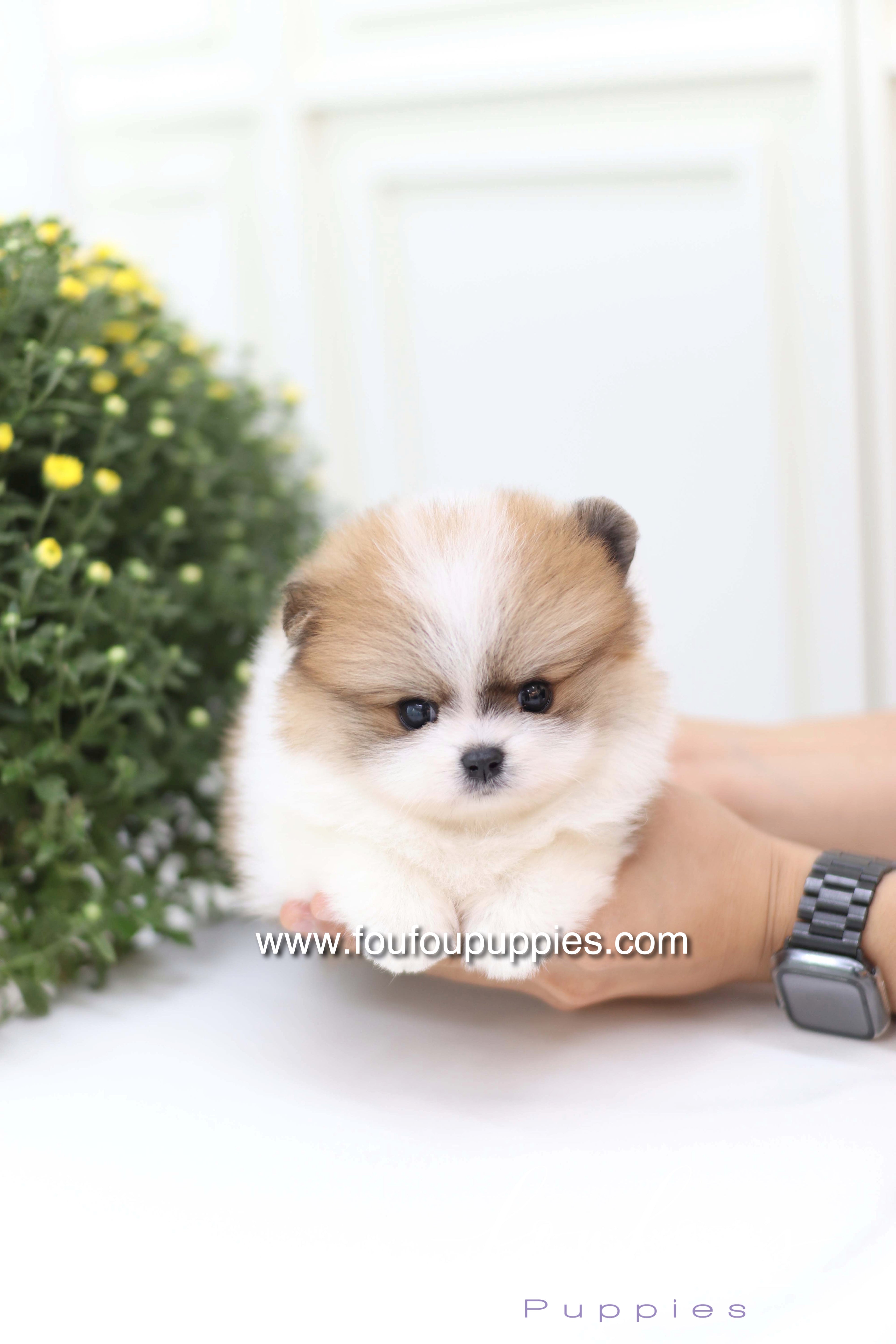 Mushy - Pomeranian M.