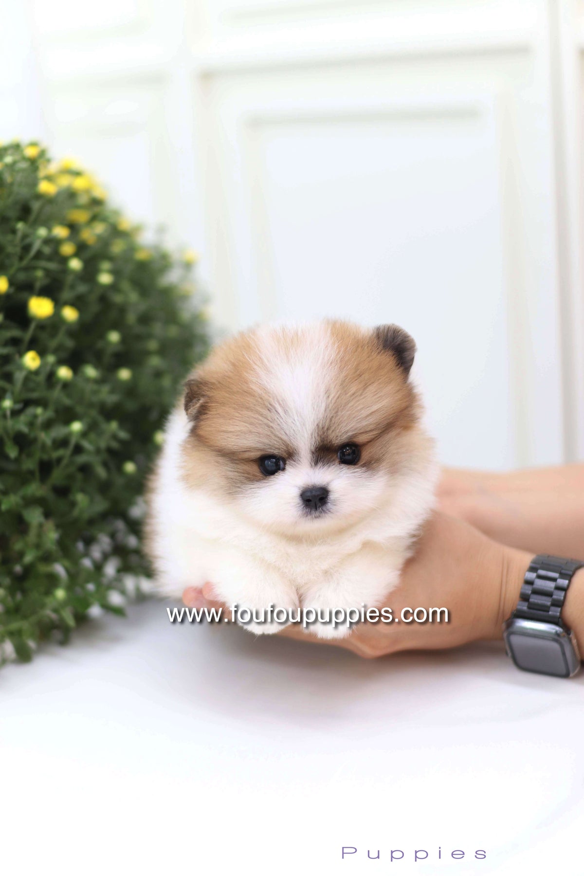 Mushy - Pomeranian M.