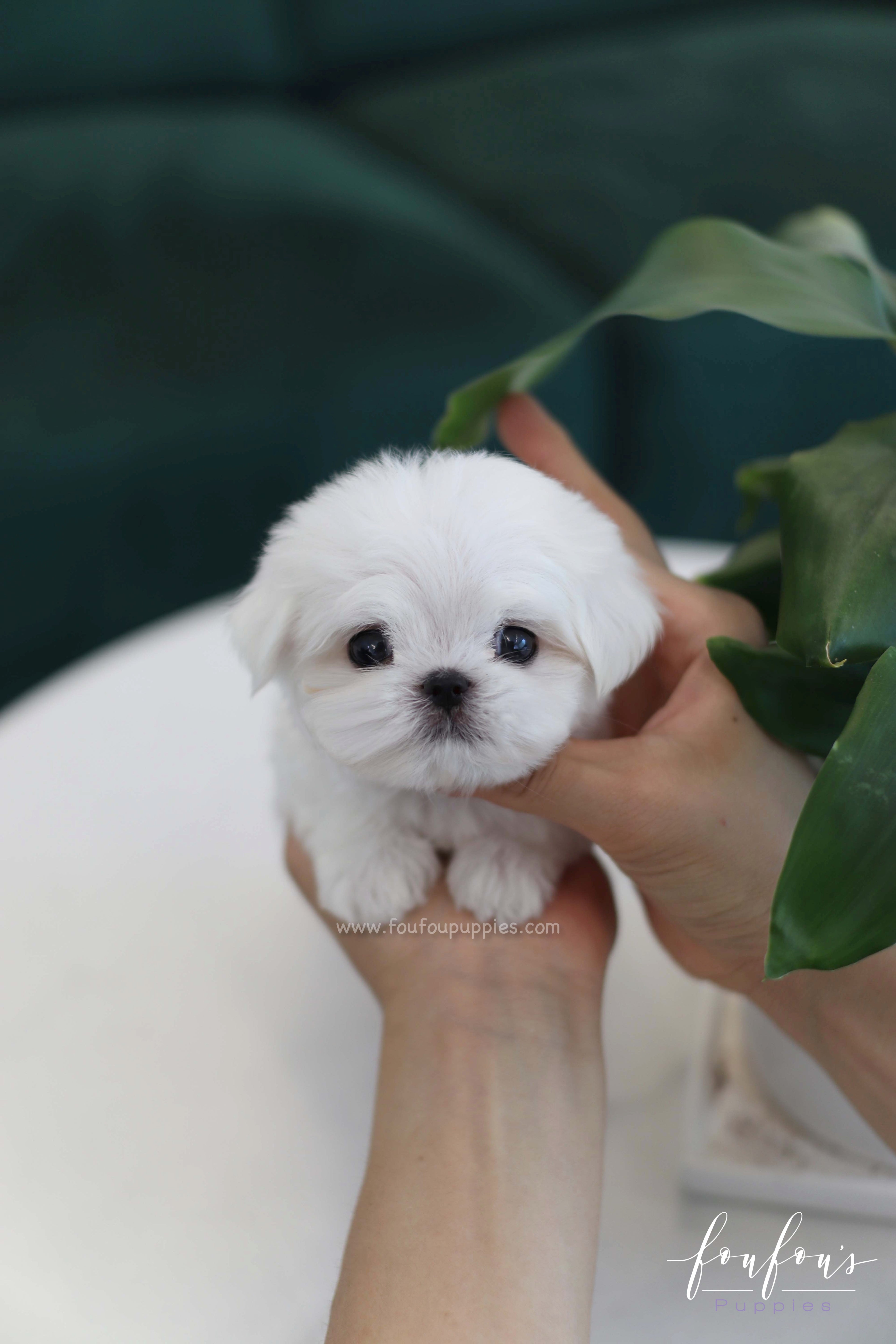 BonBon - Maltese M.