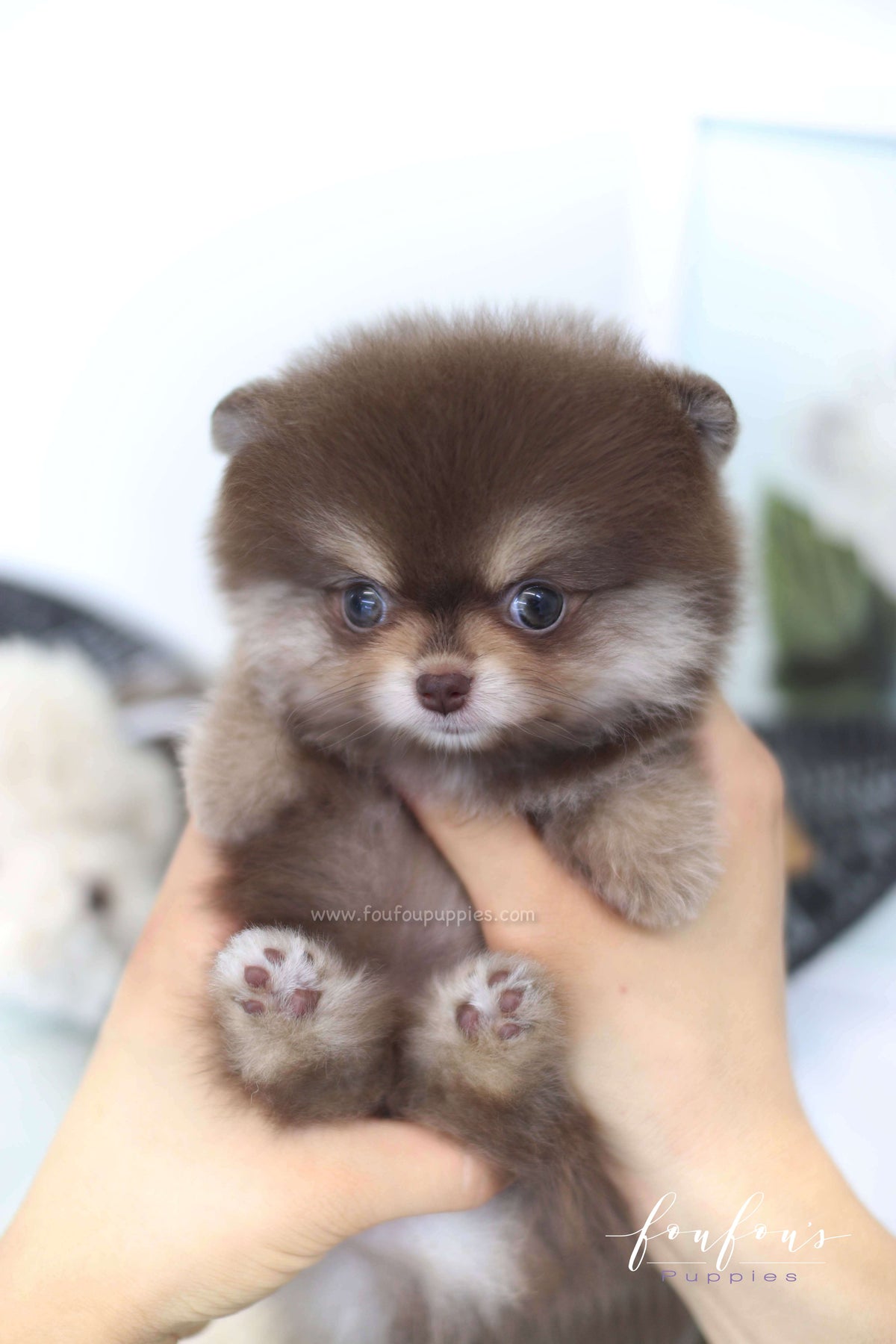 Twix - Pomeranian F.