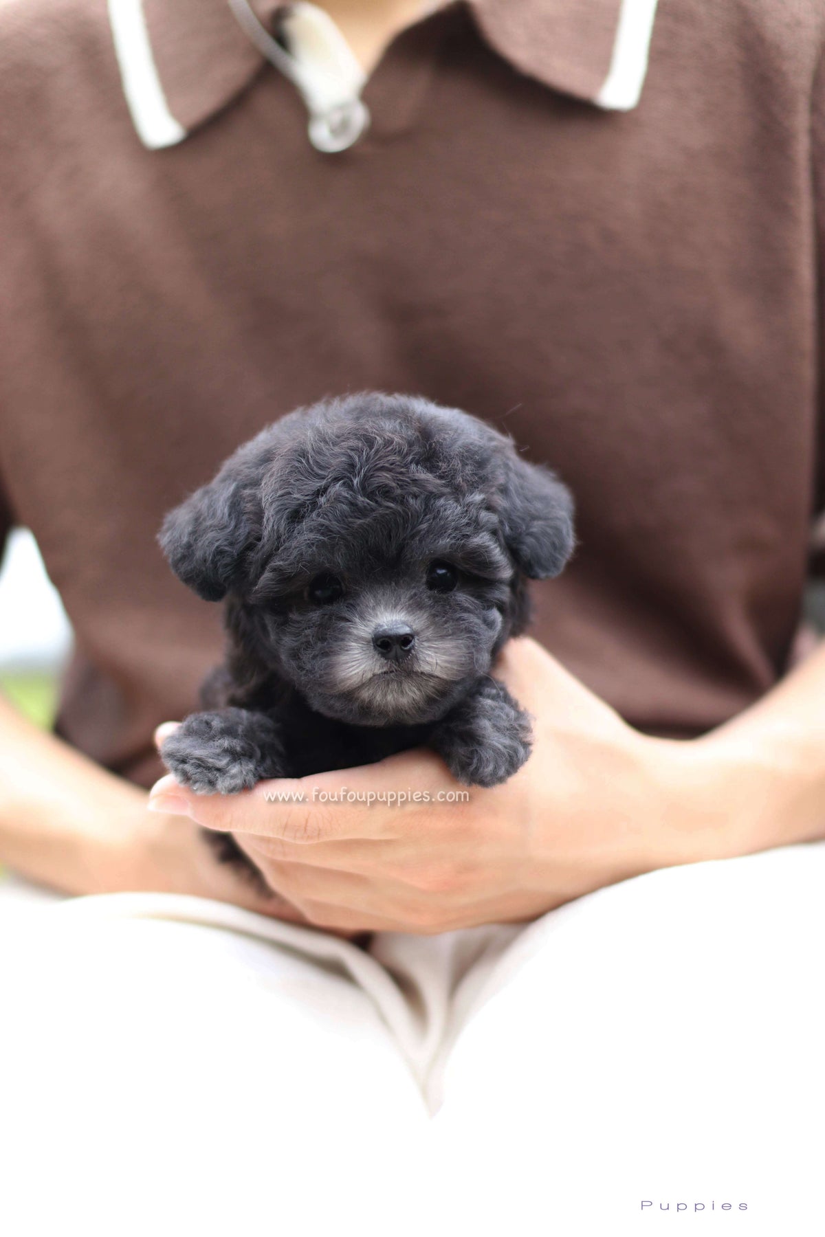 Black Teacup Poodle