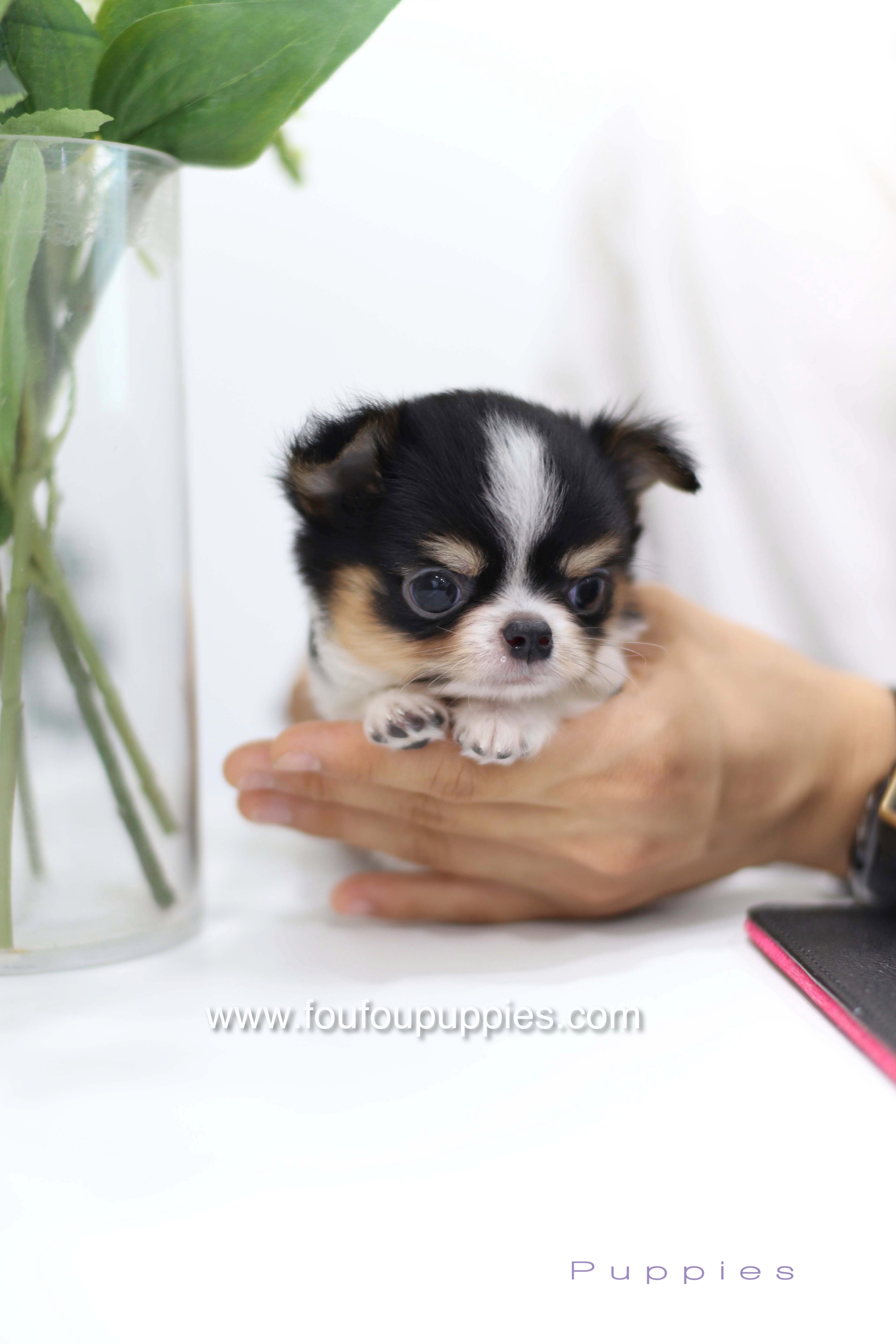 Pablo - Chihuahua M.