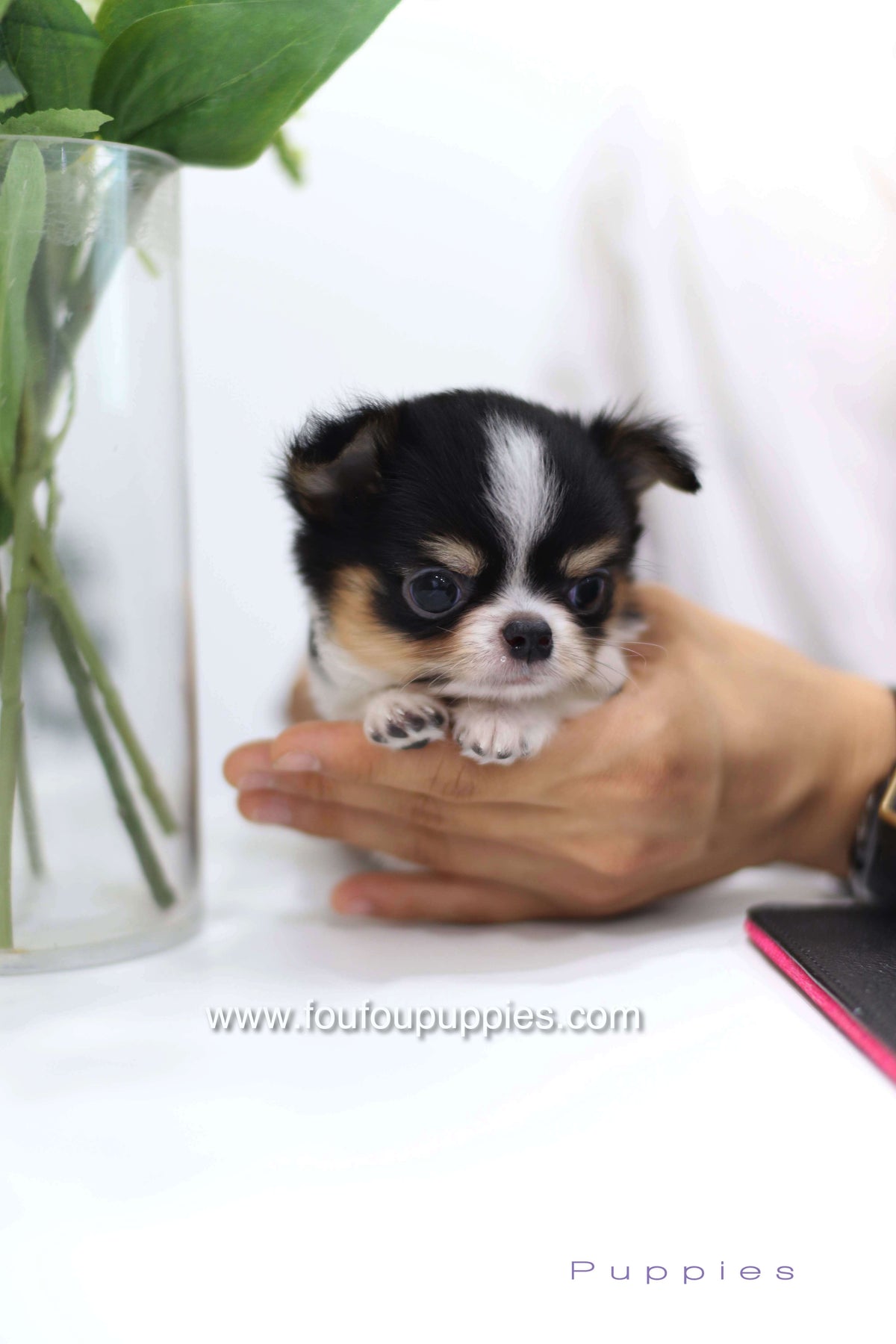 Pablo - Chihuahua M.