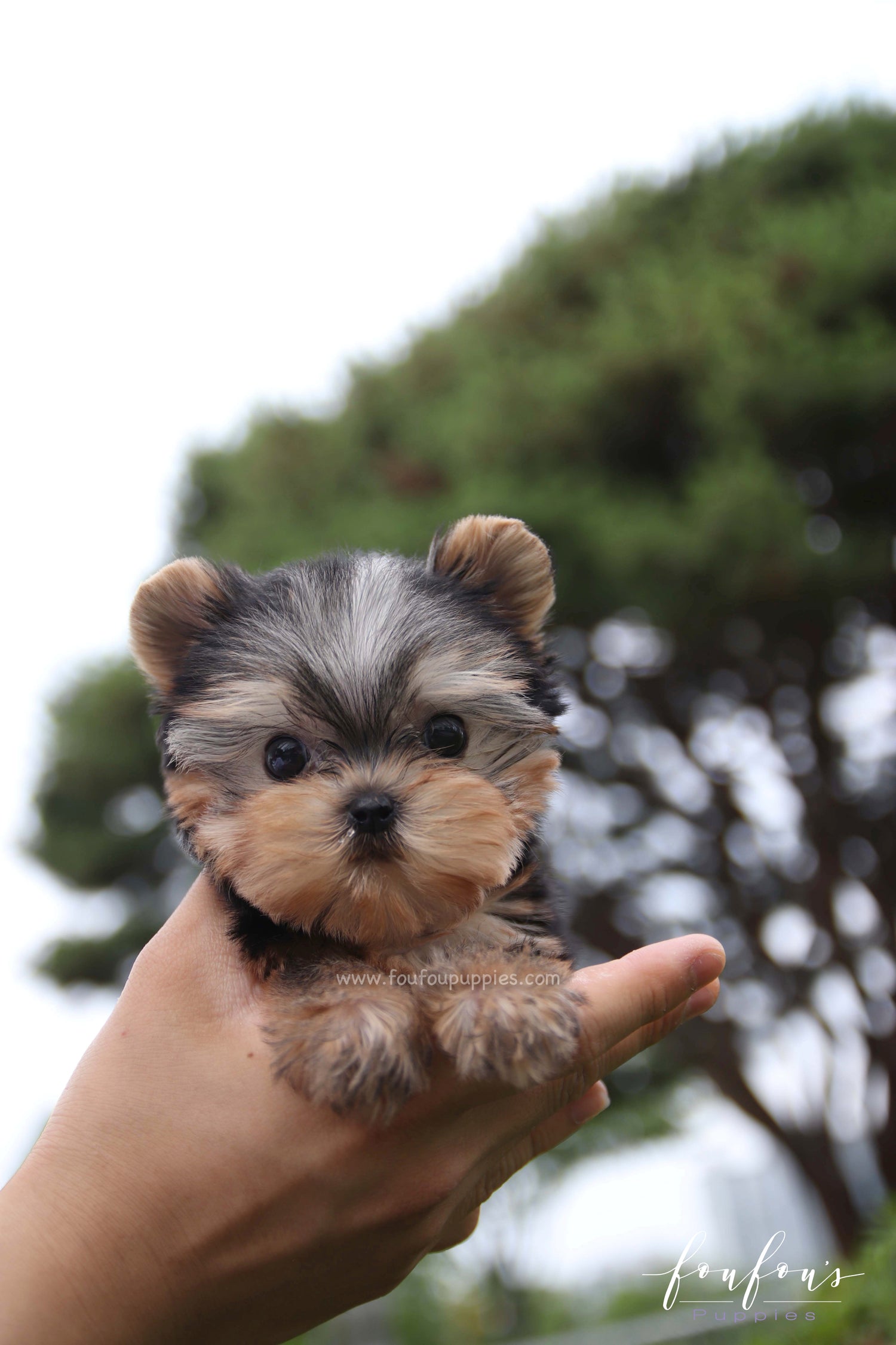Giulia - Yorkshire Terrier F.
