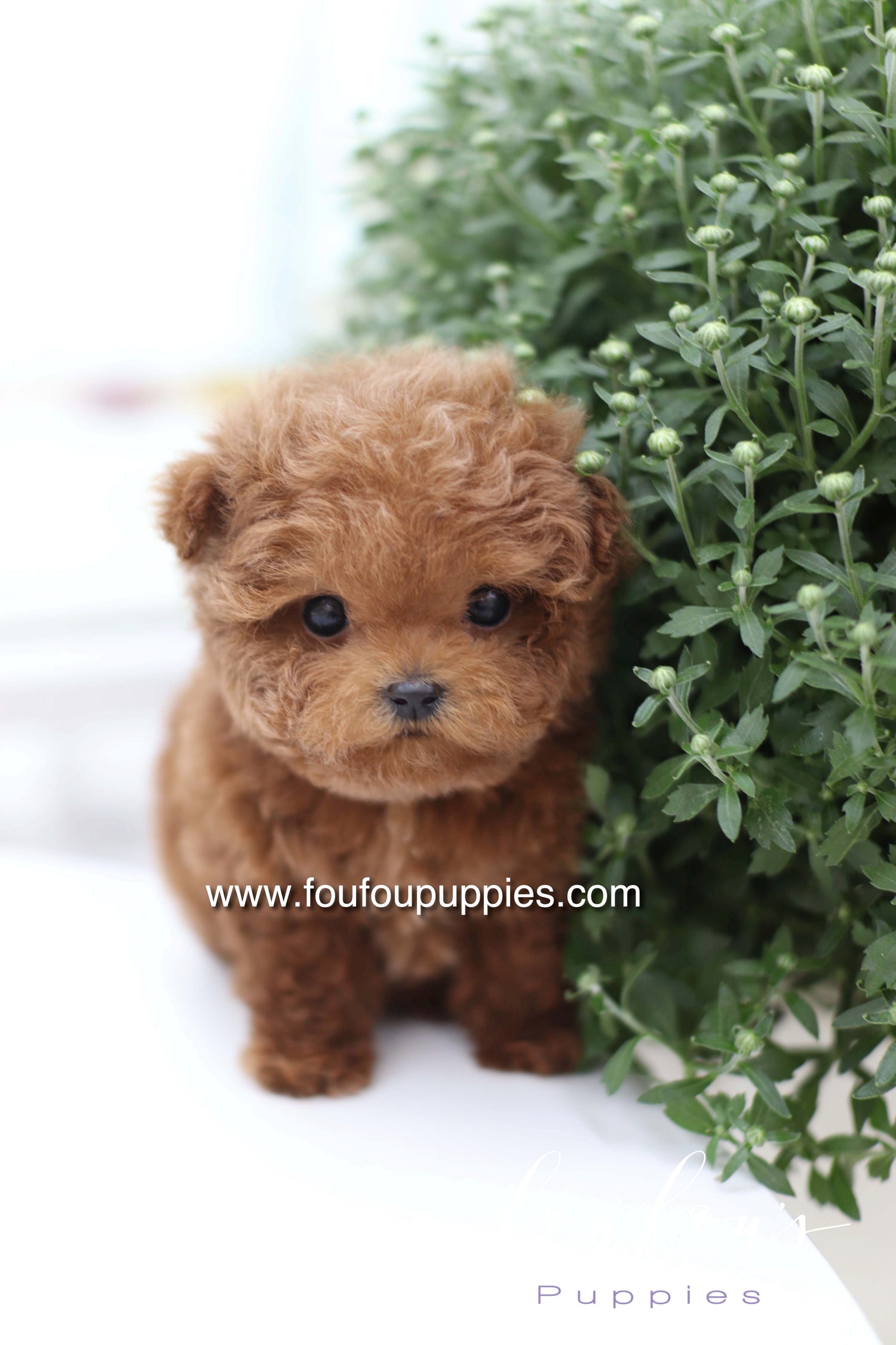 Sushi - Poodle M.