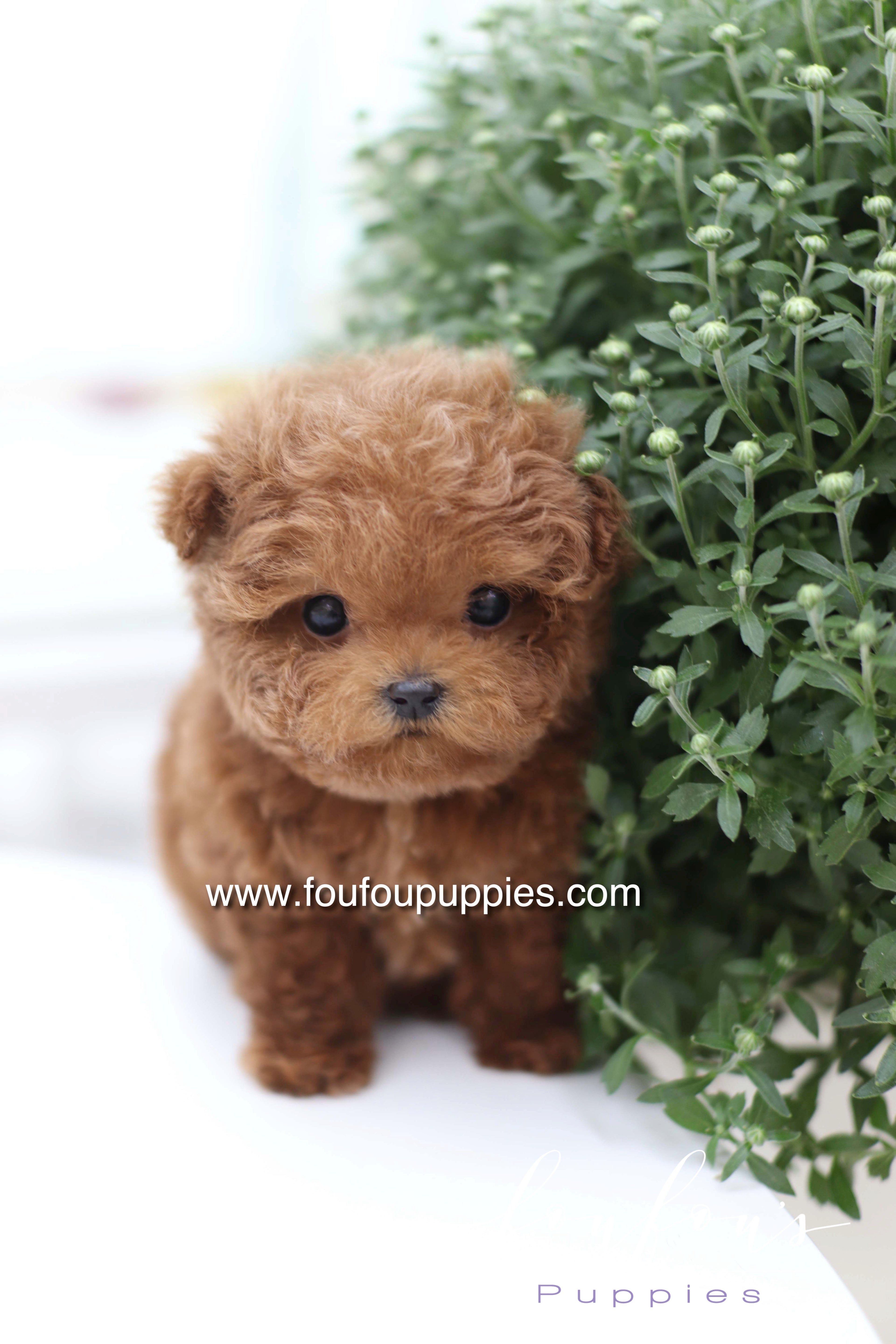 Sushi - Poodle M.