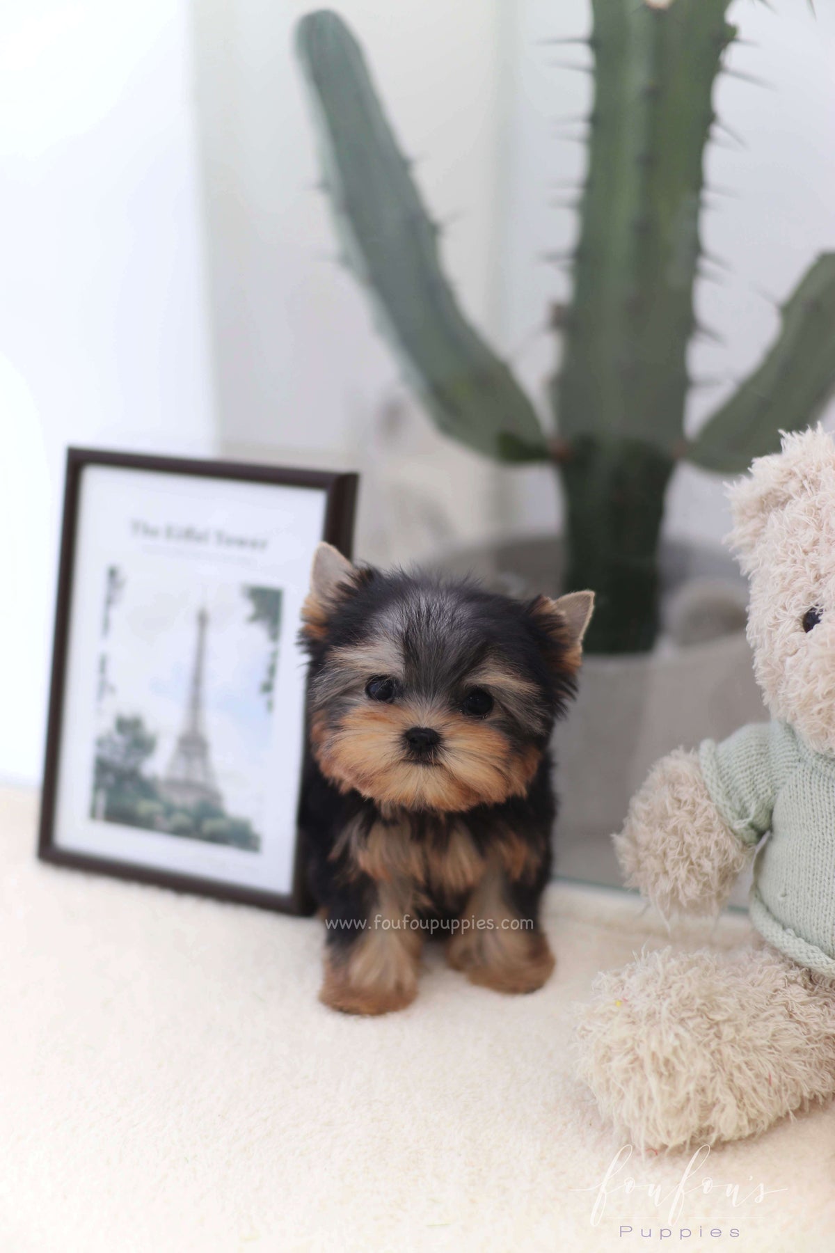 Tinker - Yorkshire Terrier F.