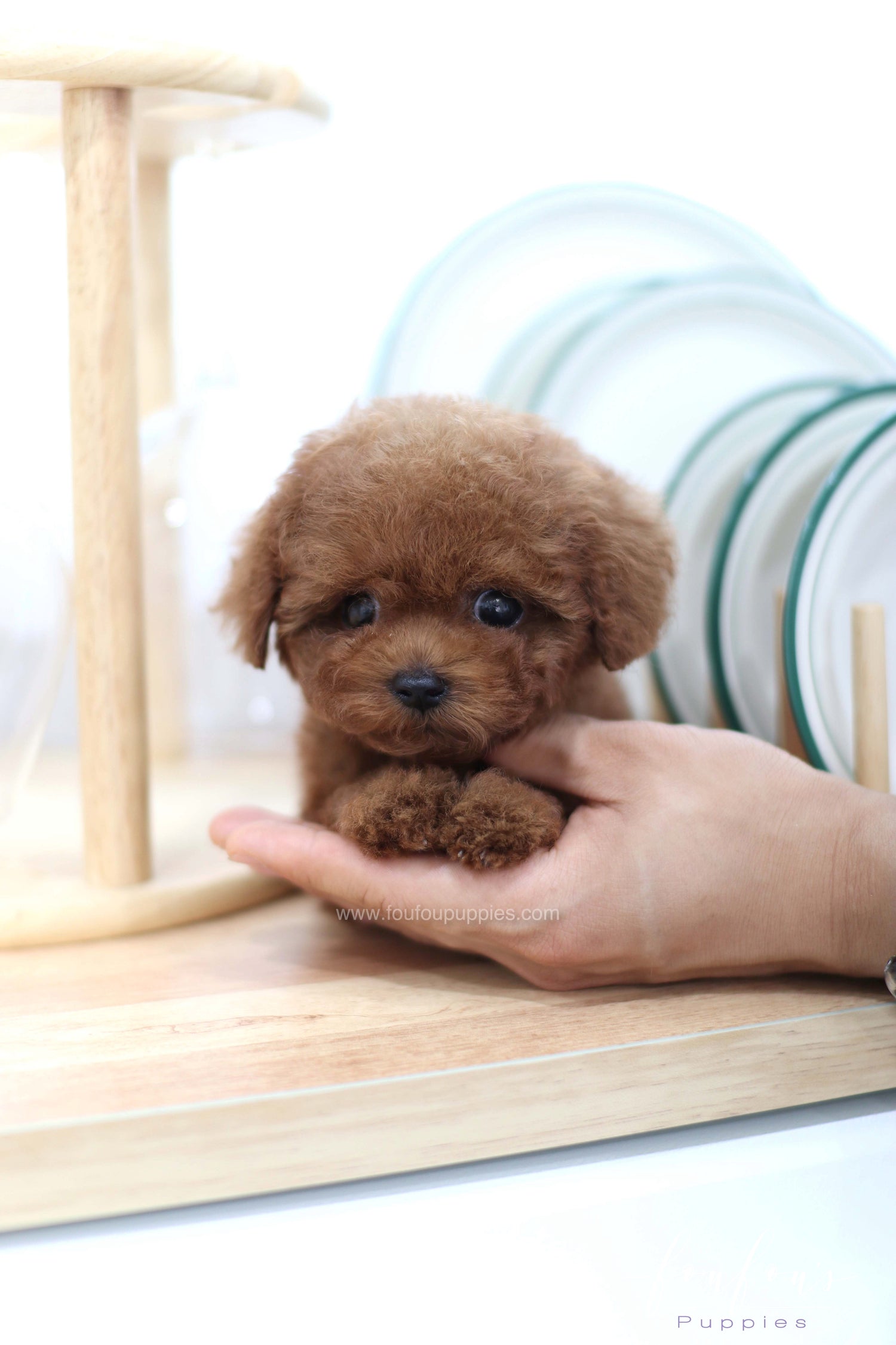 Lady - Poodle F. -