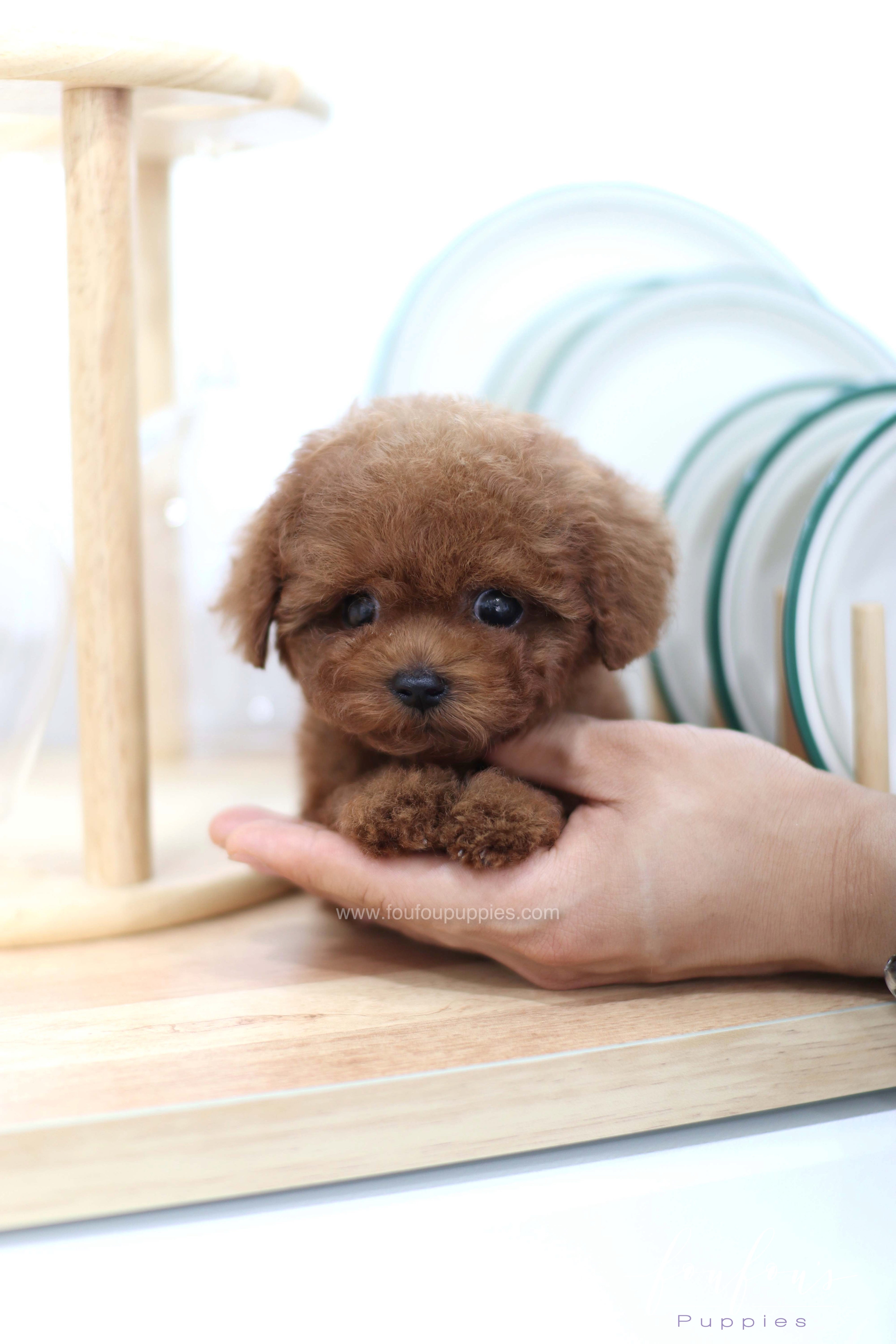Lady - Poodle F. -