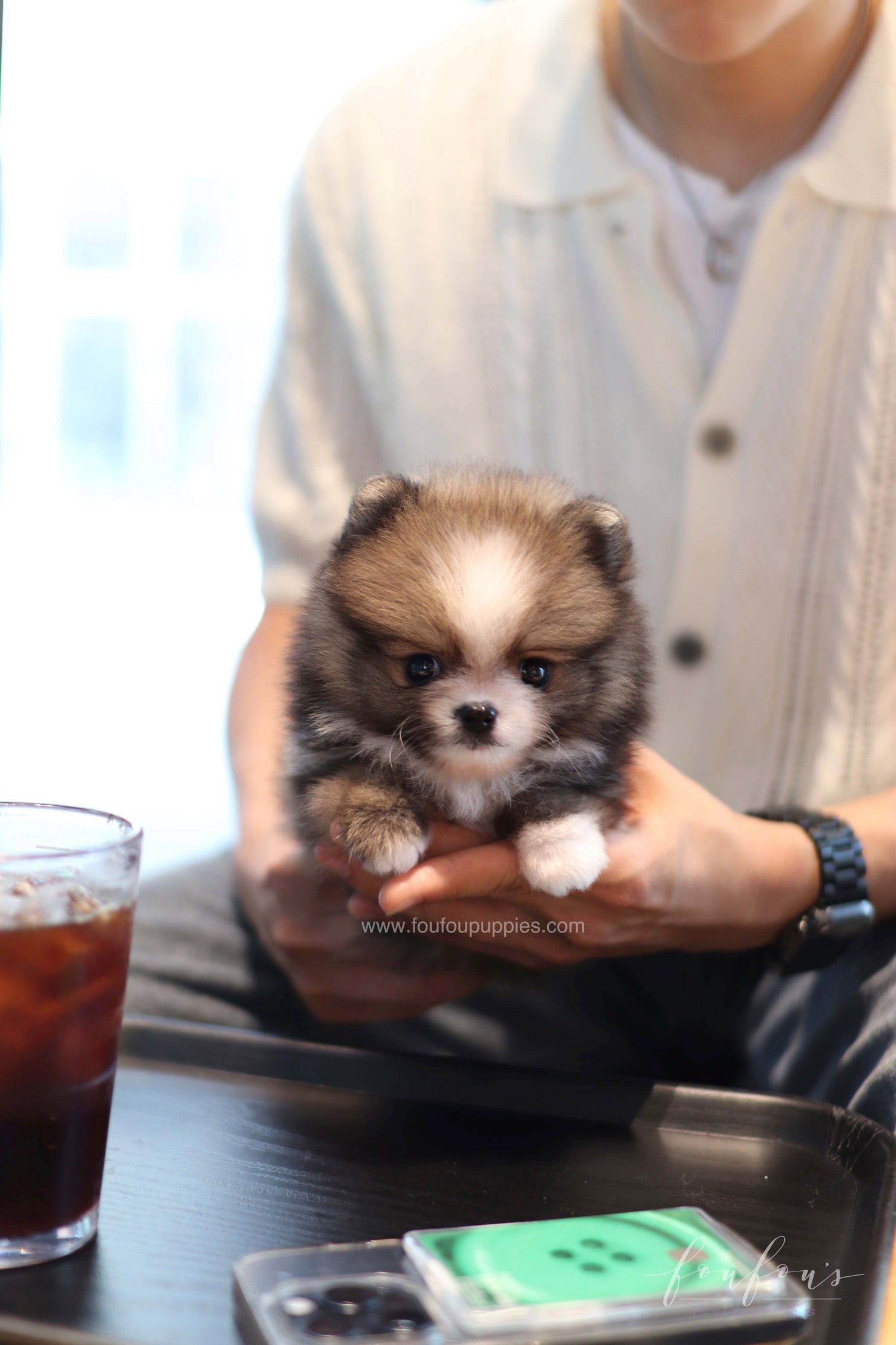 Kelly - Pomeranian F.