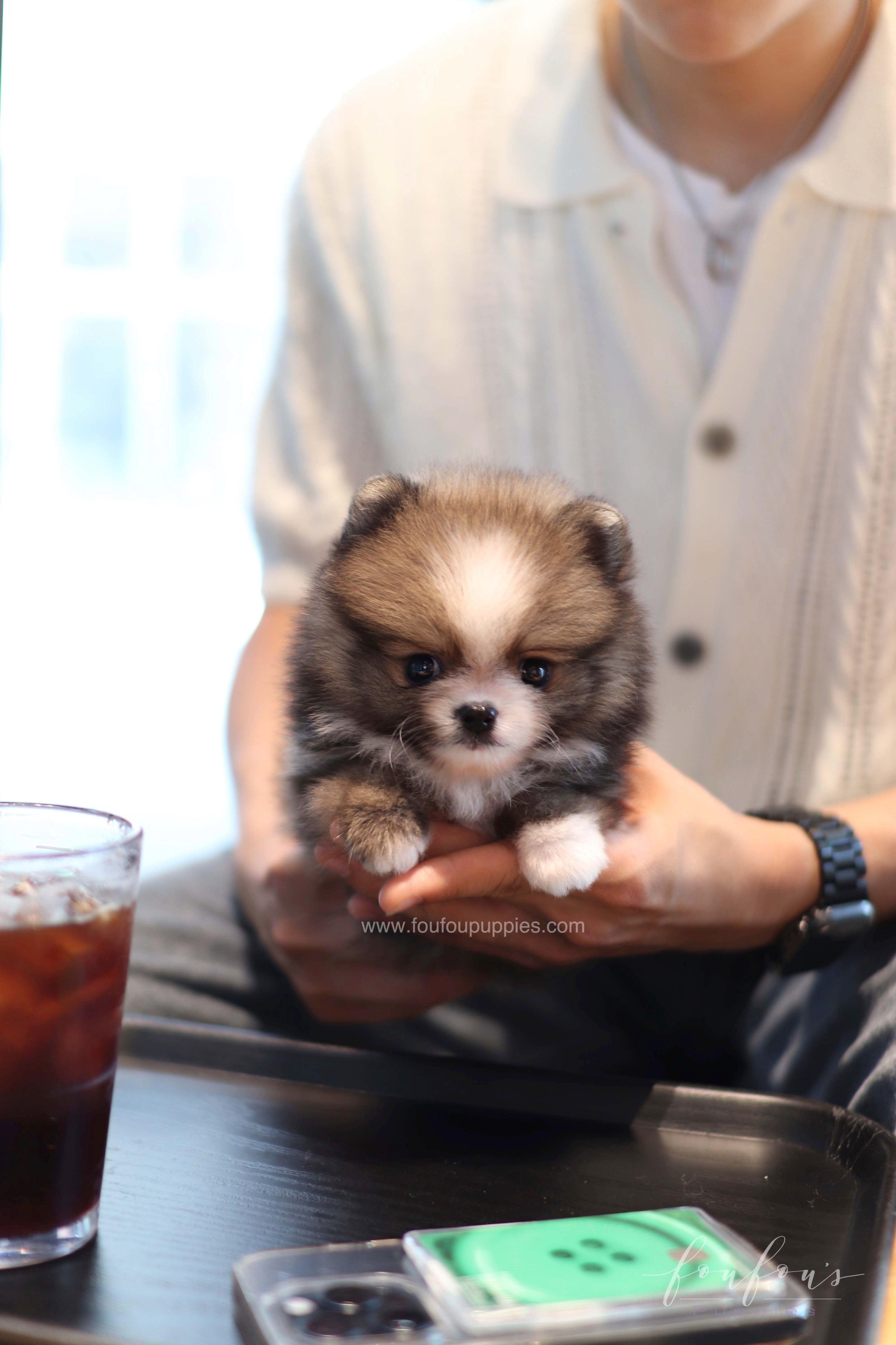 Kelly - Pomeranian F.