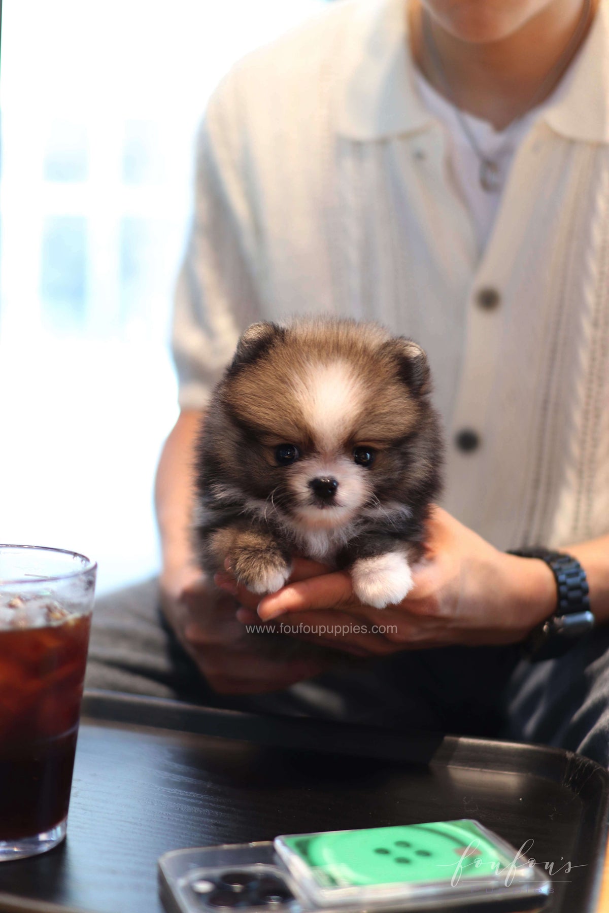 Kelly - Pomeranian F.