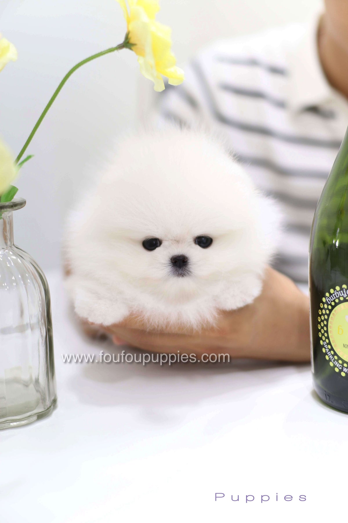 Teddy - Pomeranian M.