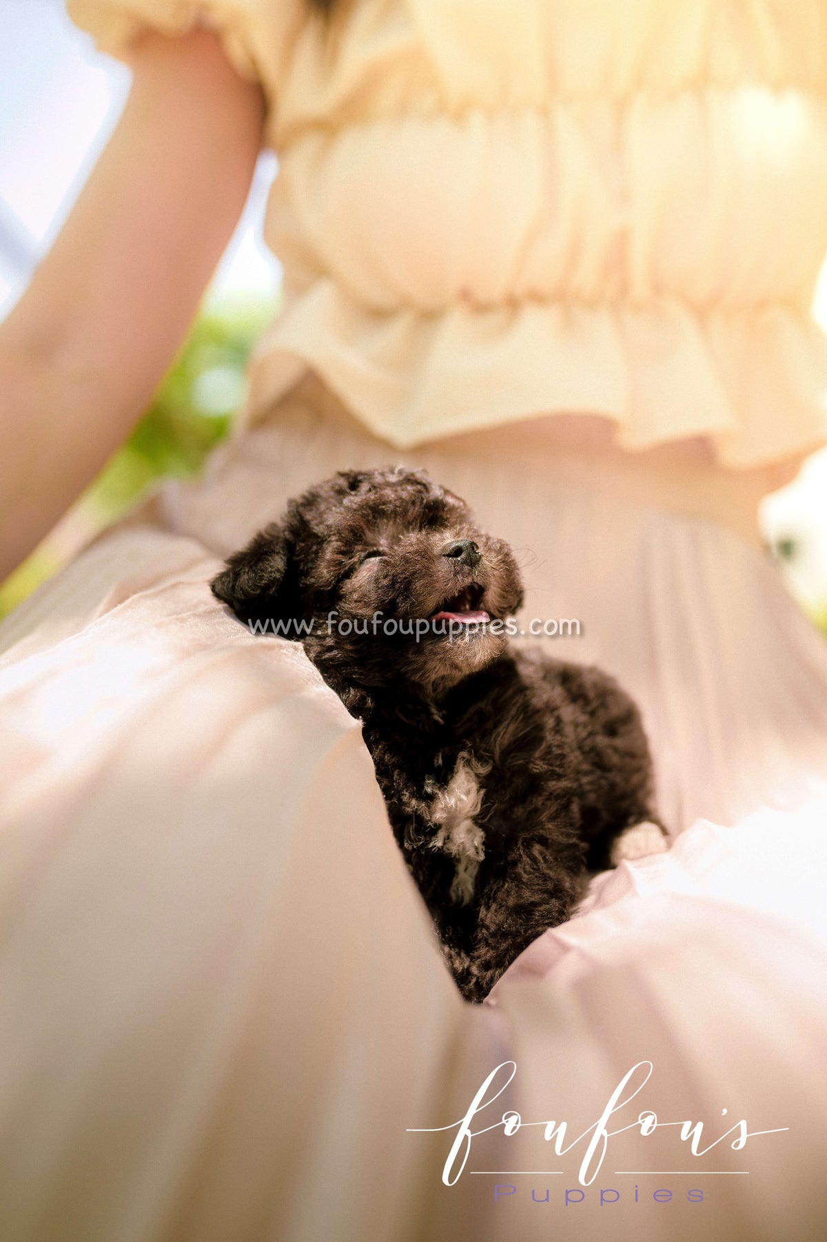 Snoopy - Poodle M.