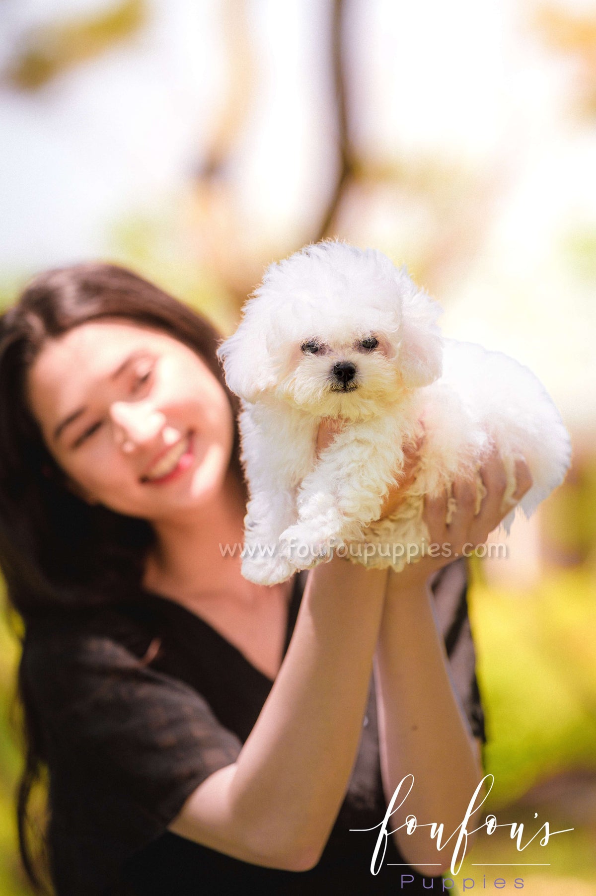 Marshmallow - Bichon M.