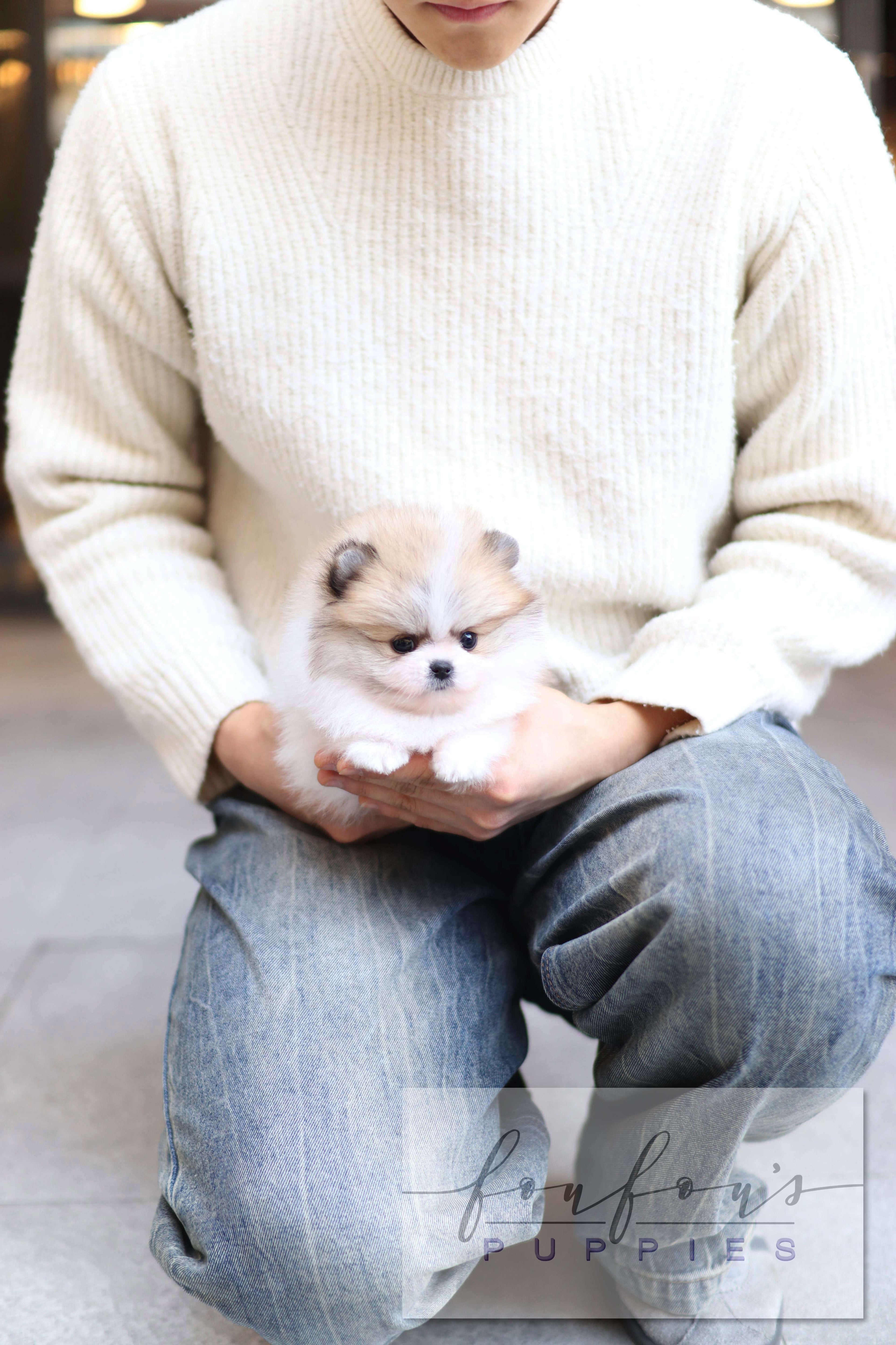 Orion - Pomeranian M.