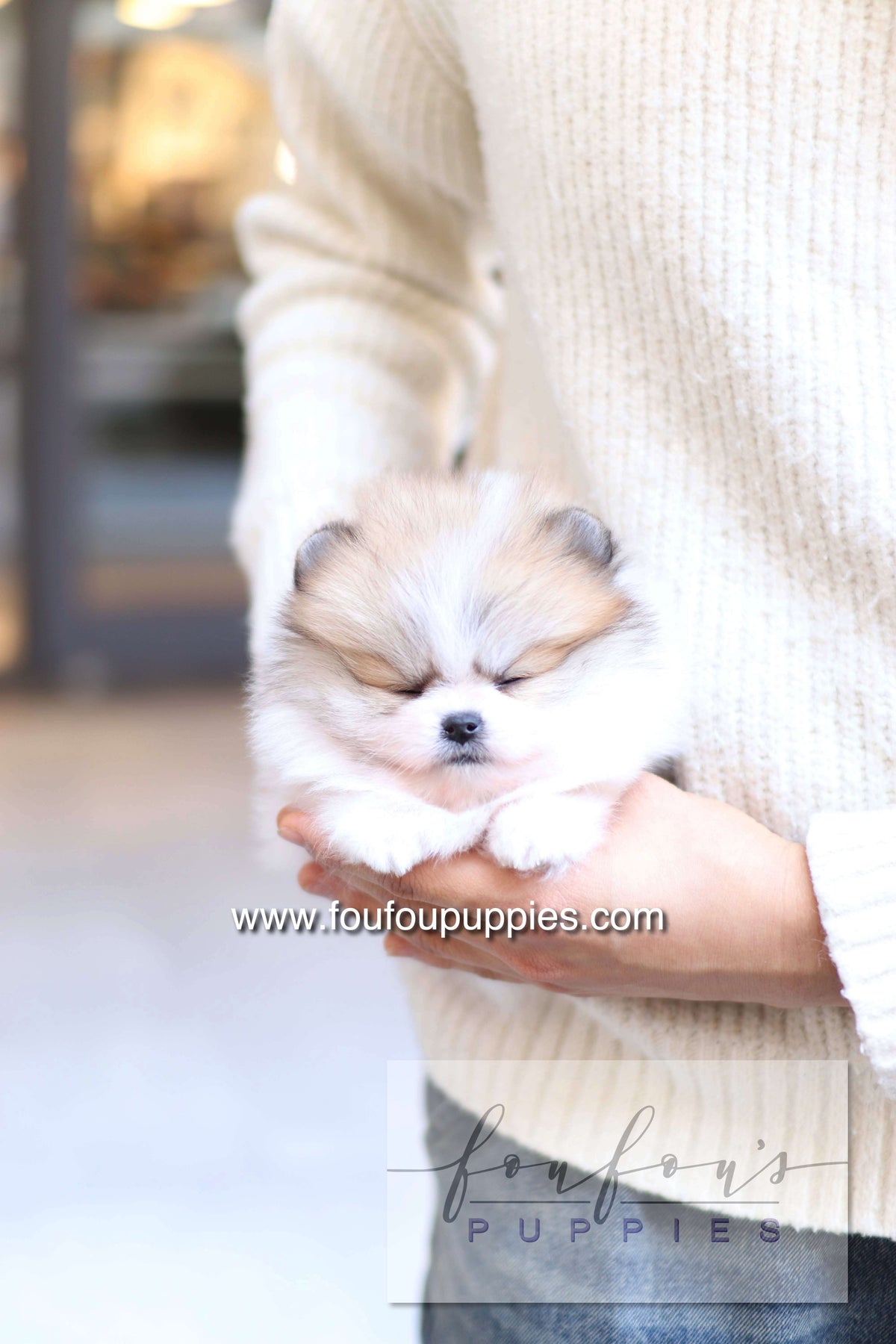 Orion - Pomeranian M.