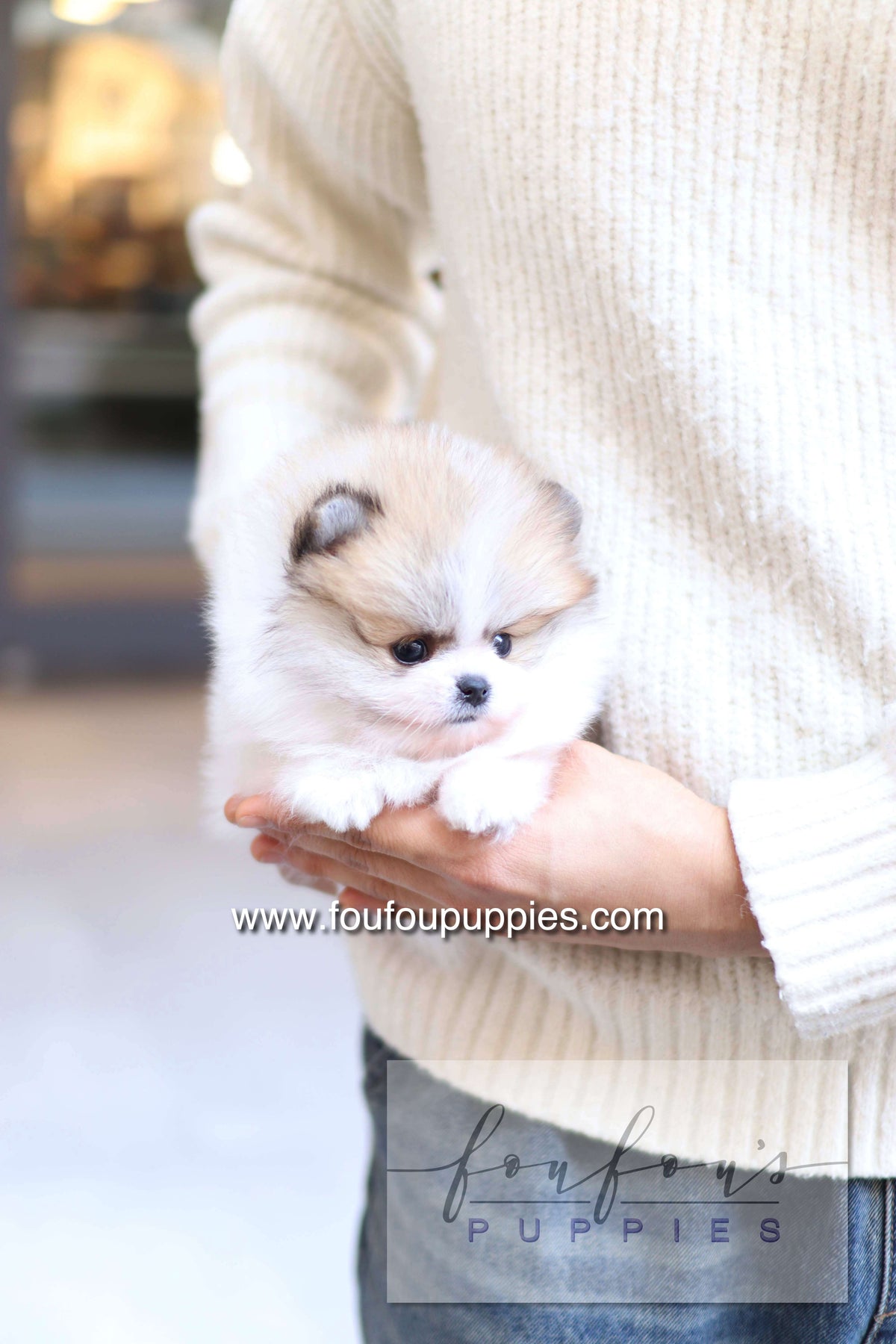 Orion - Pomeranian M.