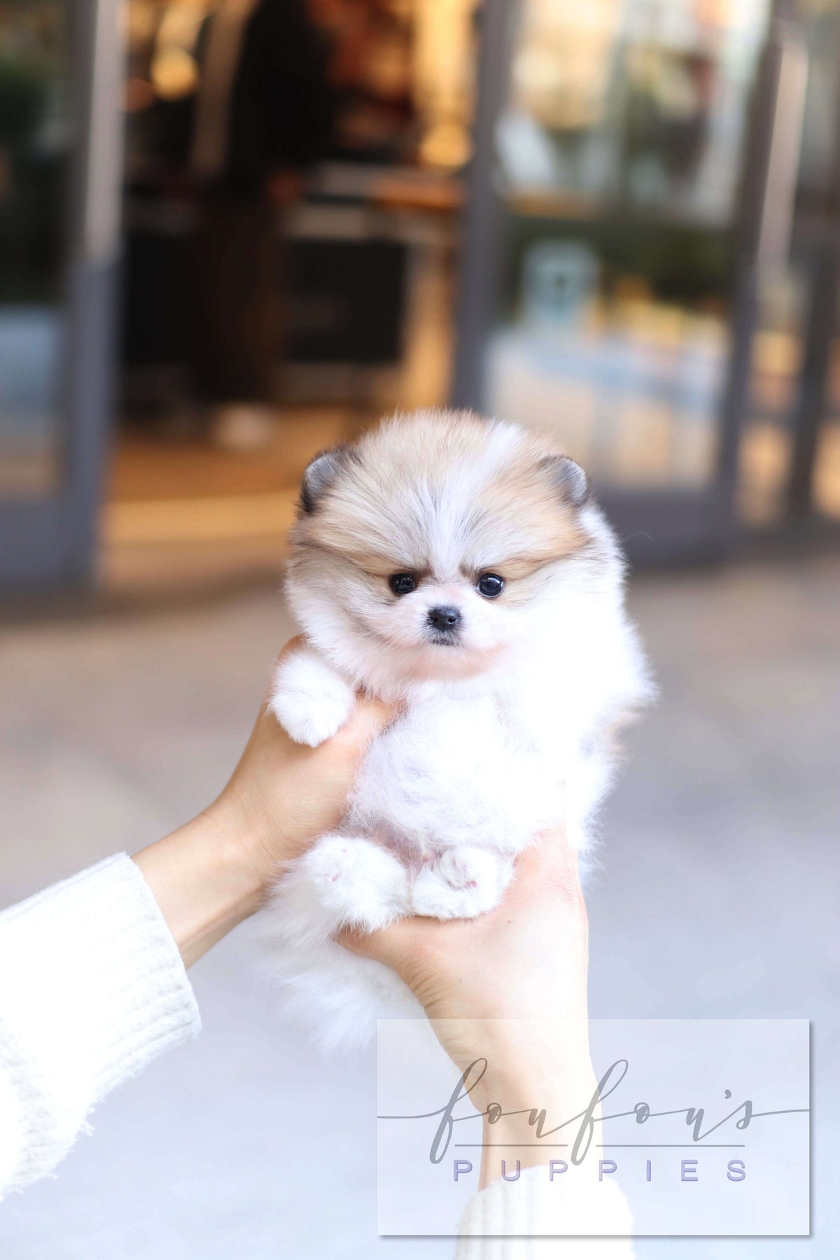 Orion - Pomeranian M.