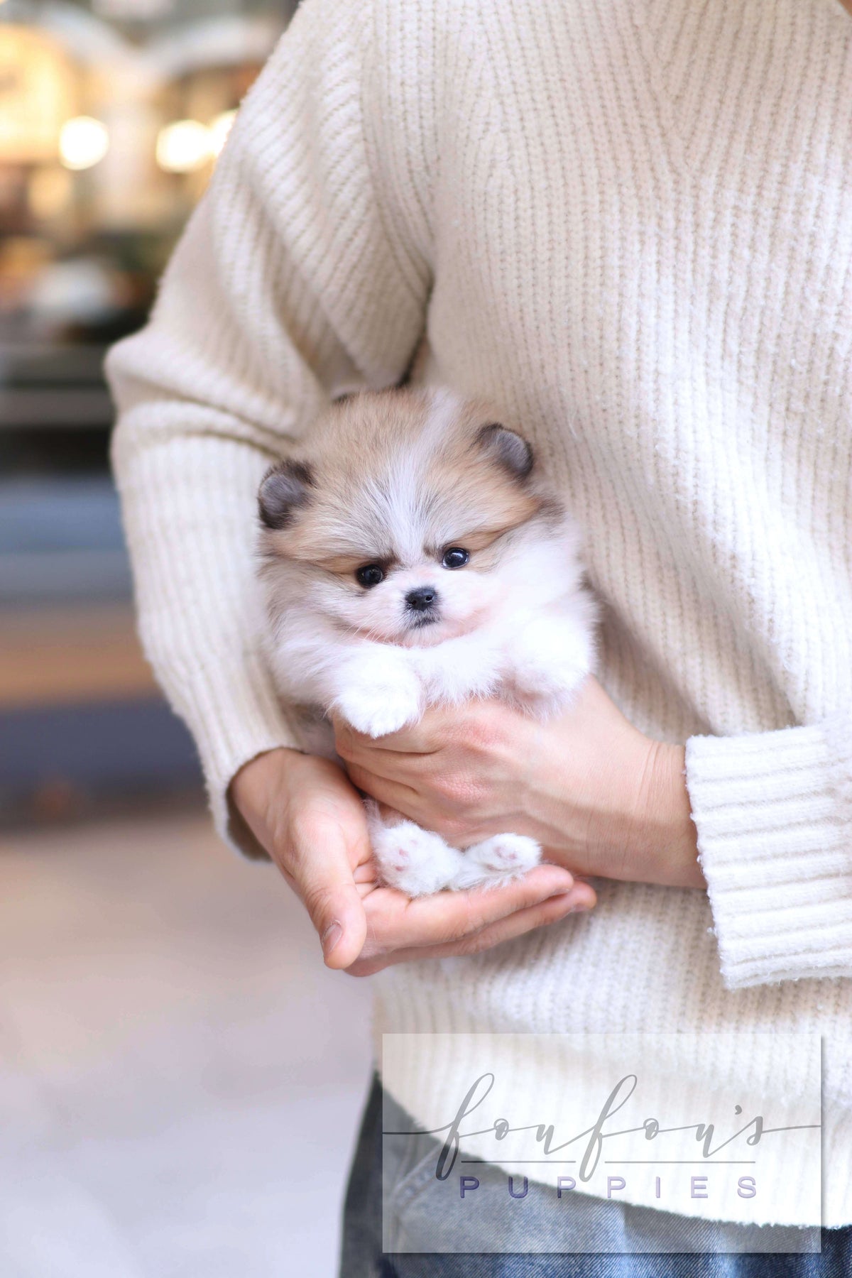 Orion - Pomeranian M.