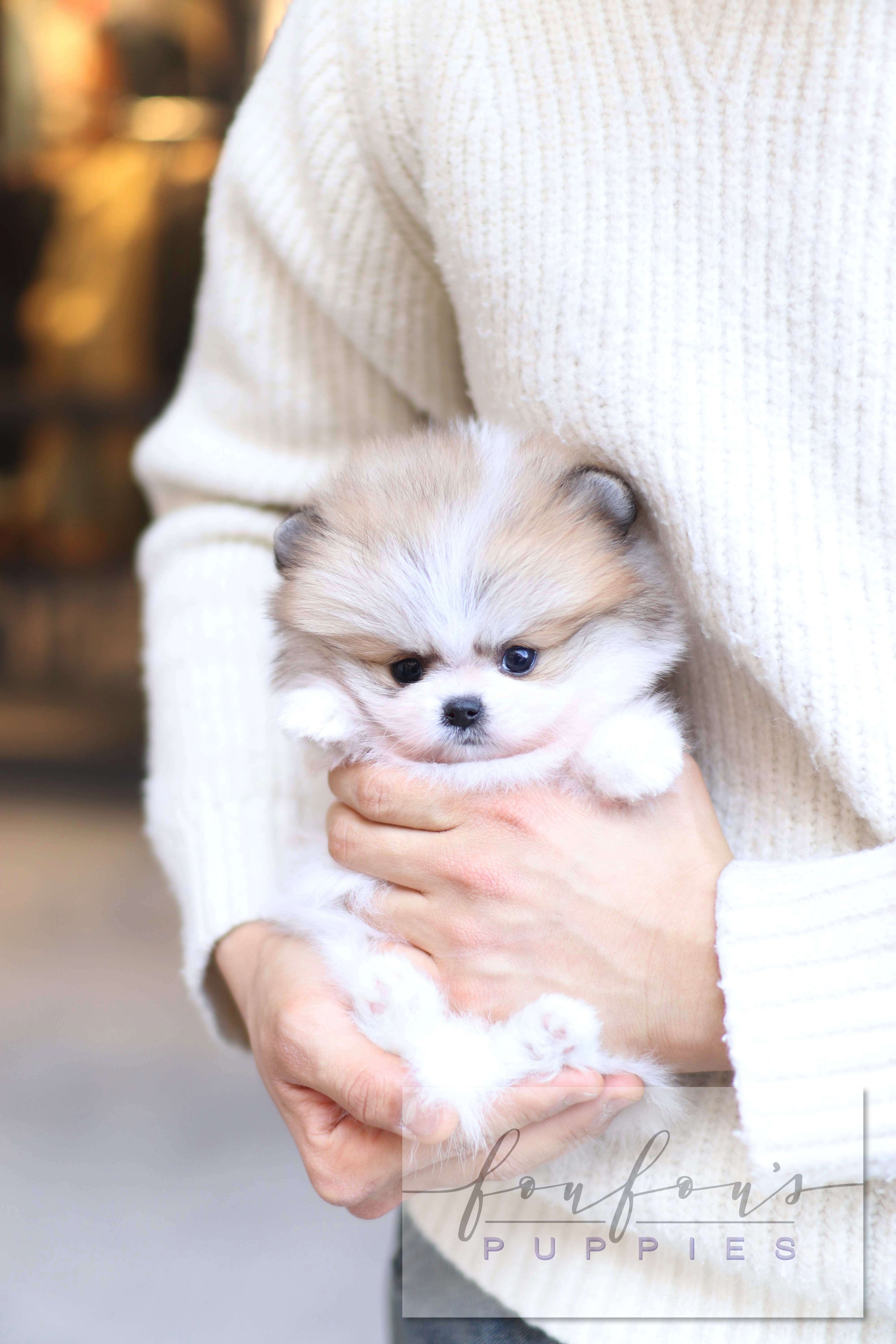 Orion - Pomeranian M.