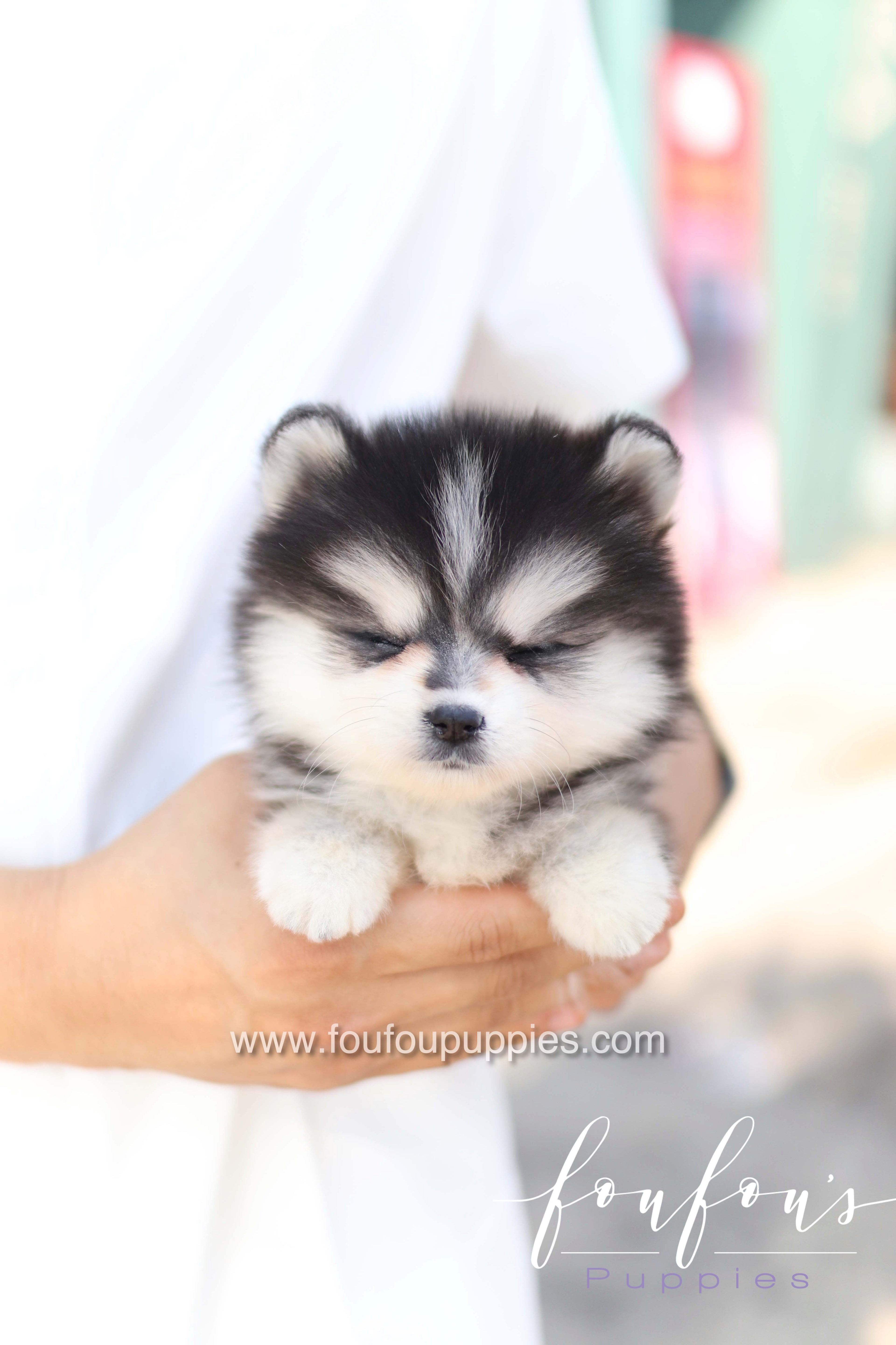 Moíshi - Pomsky M.