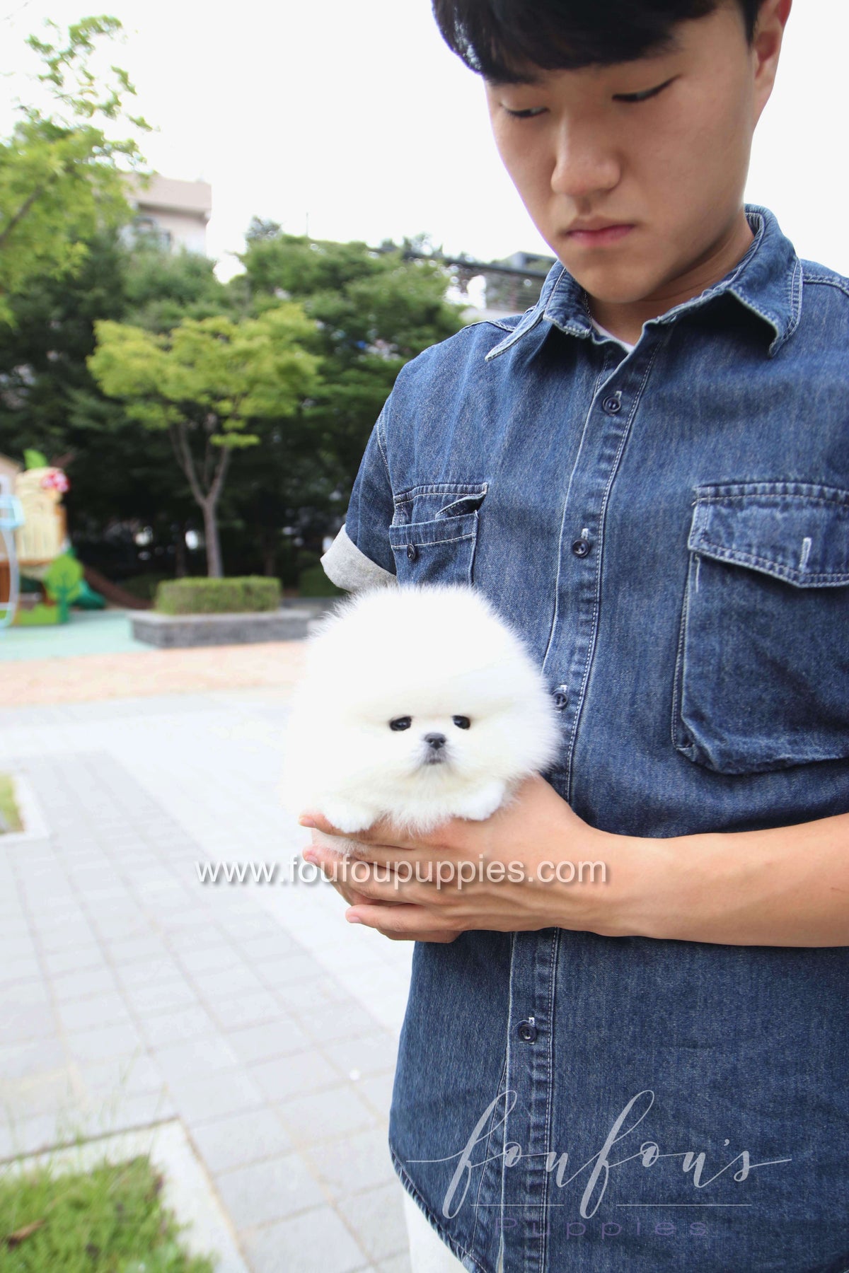 Marshmallow - Pomeranian M.