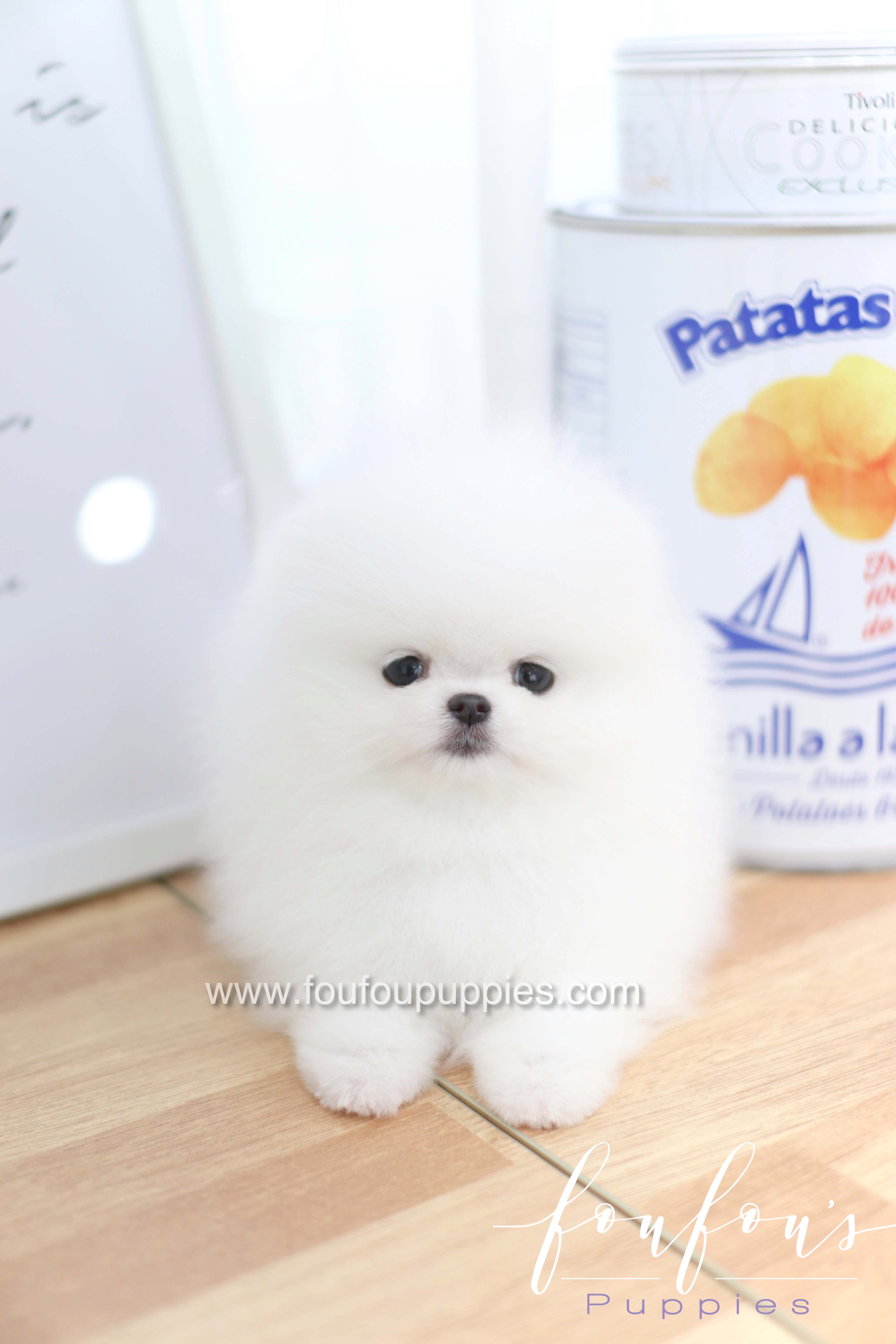 Dior - Pomeranian F.