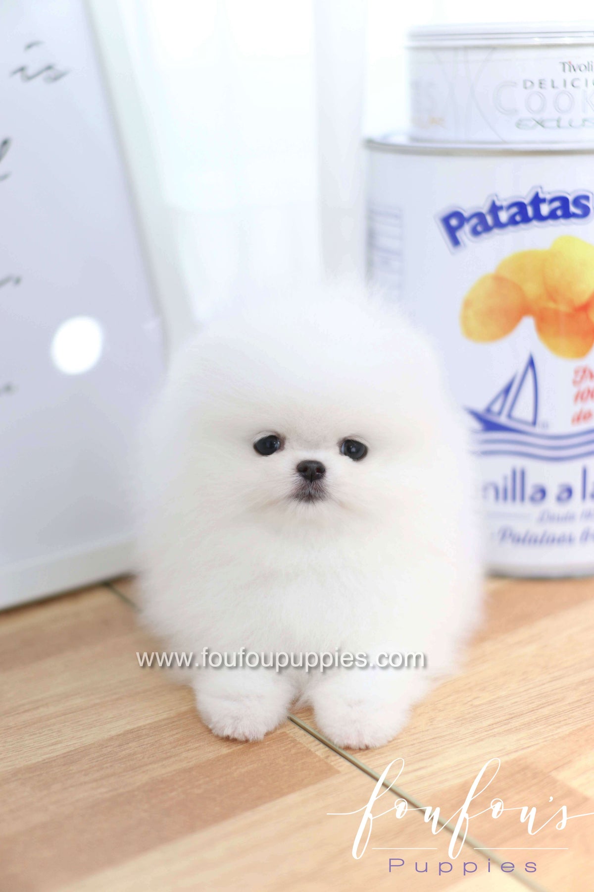 Dior - Pomeranian F.