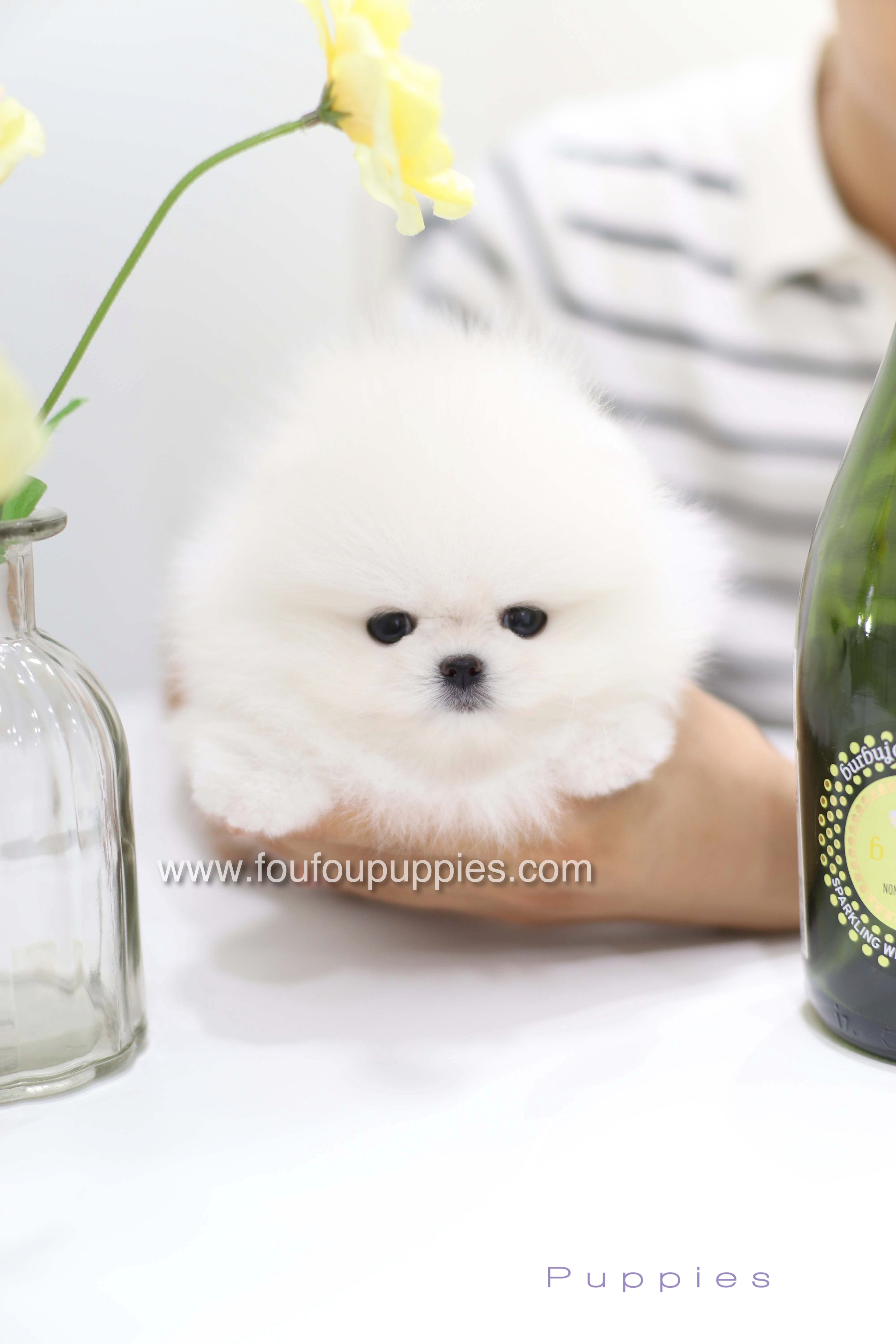 Teddy - Pomeranian M.