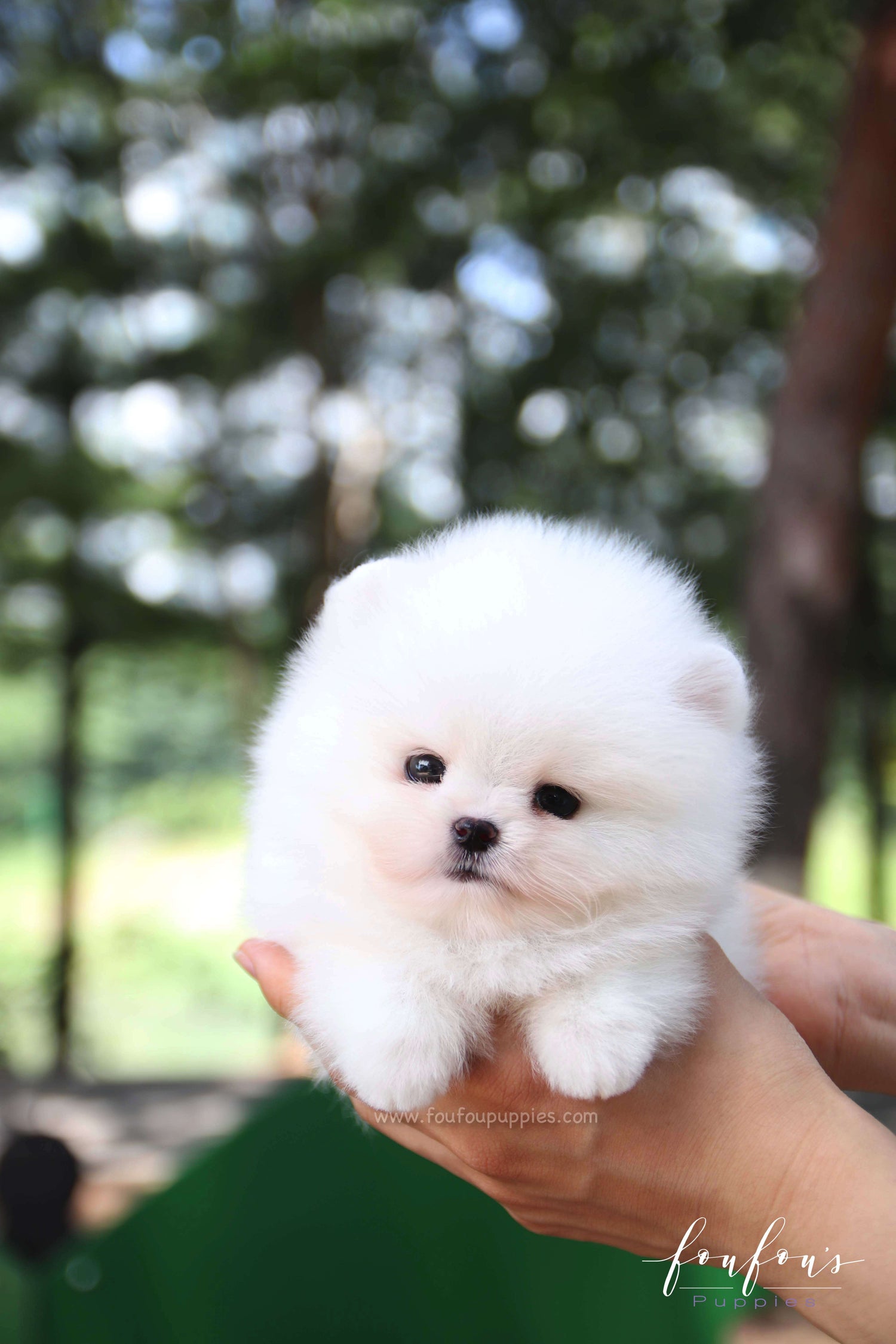 Teacup Pomeranian