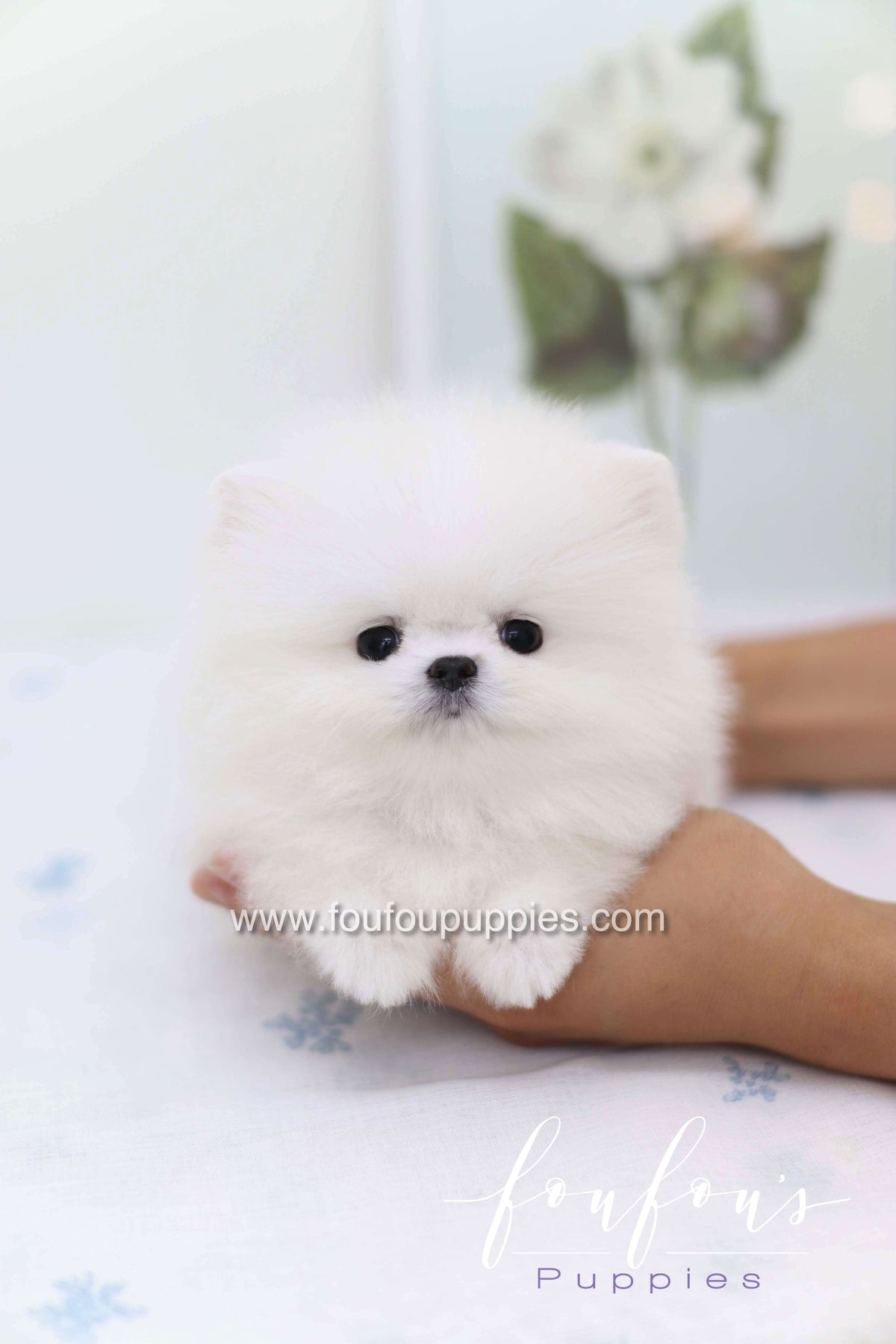 Boo - Pomeranian M.