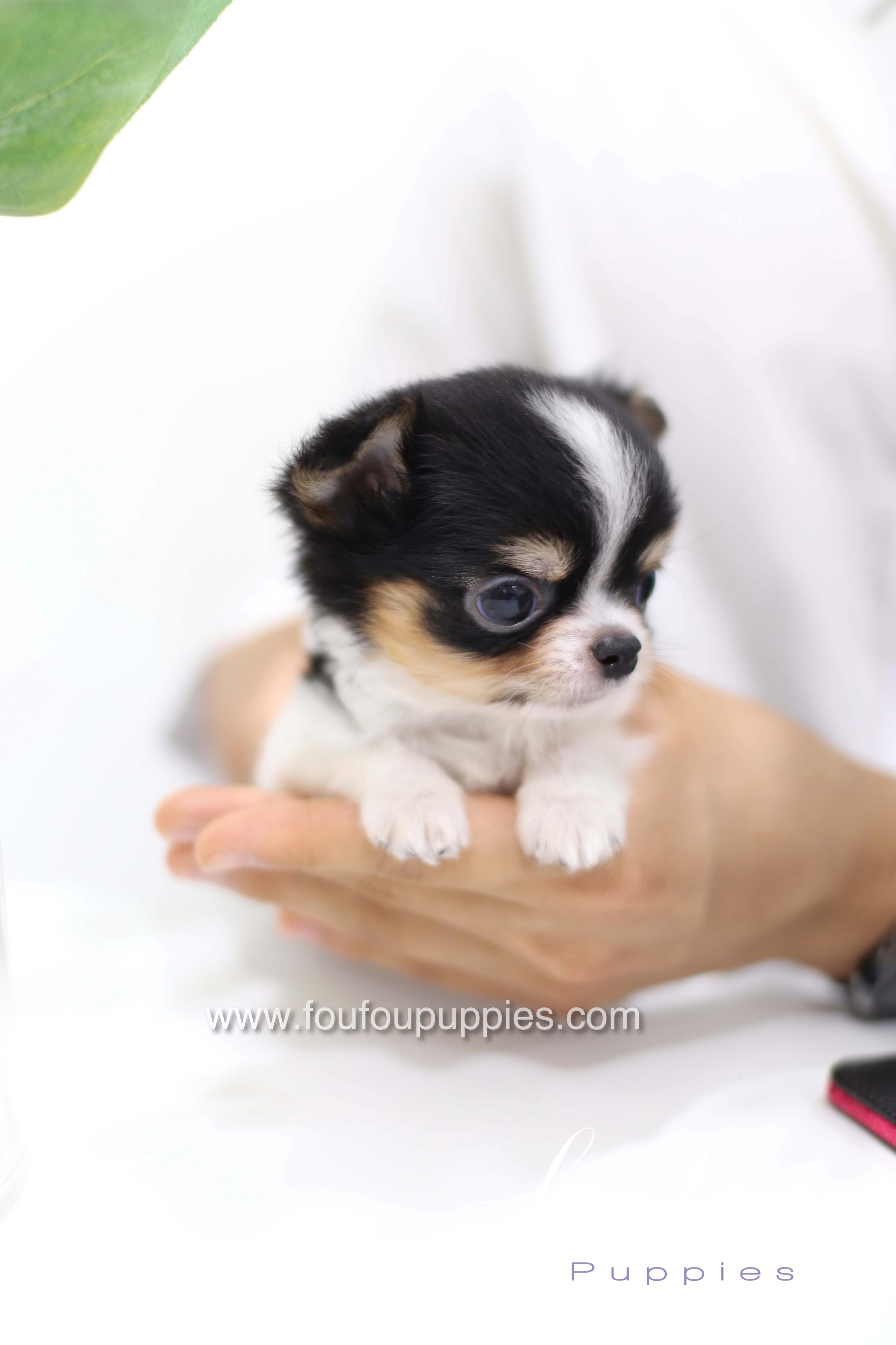 Pablo - Chihuahua M.