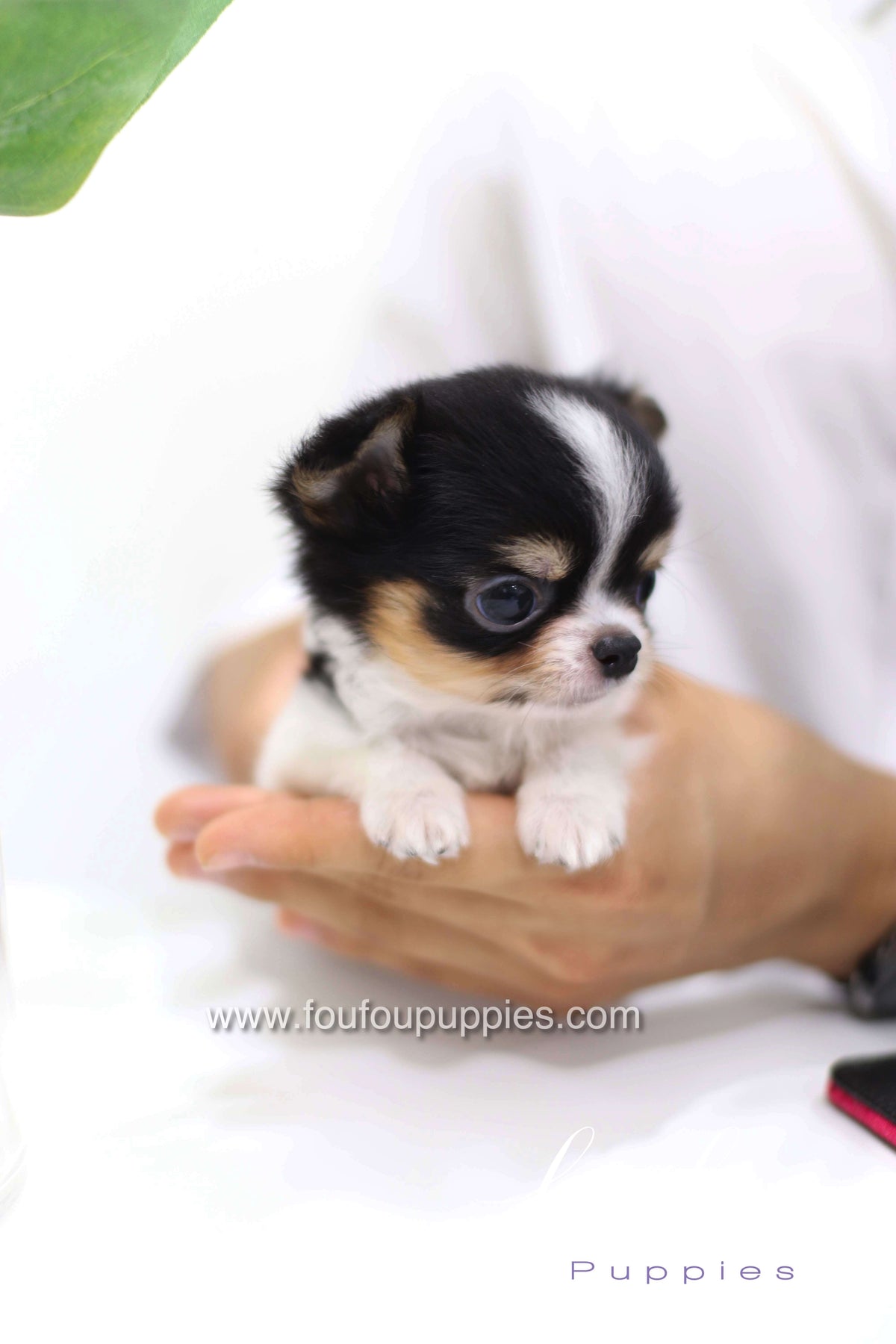 Pablo - Chihuahua M.