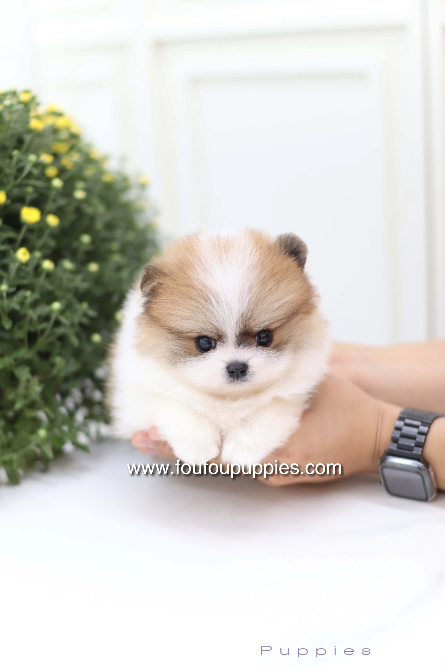 Mushy - Pomeranian M.