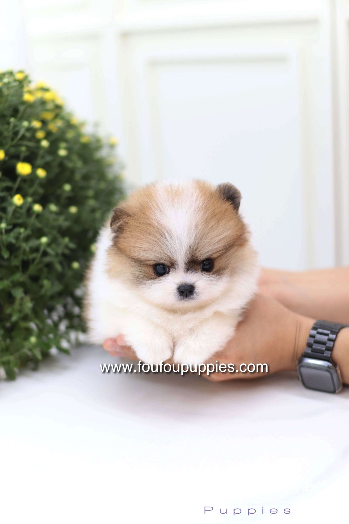 Mushy - Pomeranian M.