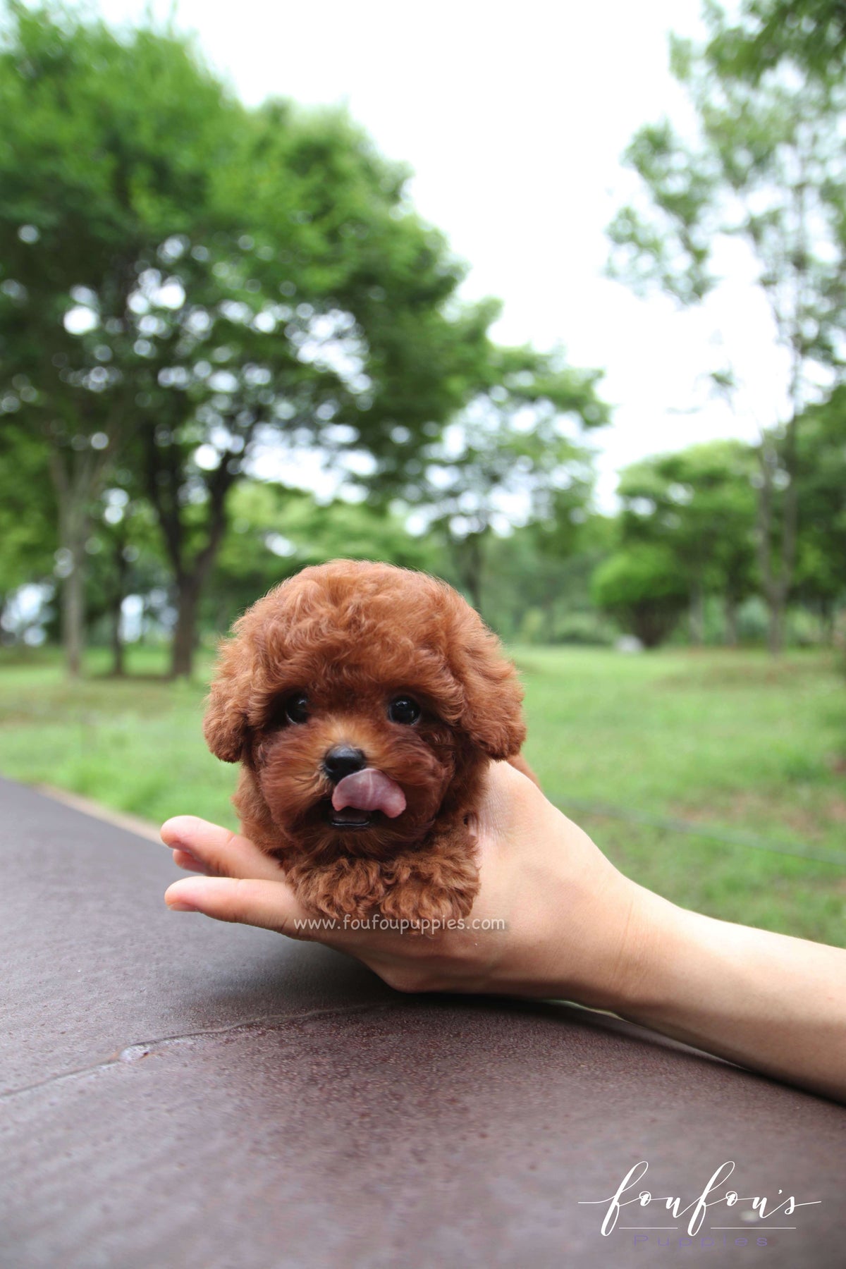 Kissme - Poodle F. -