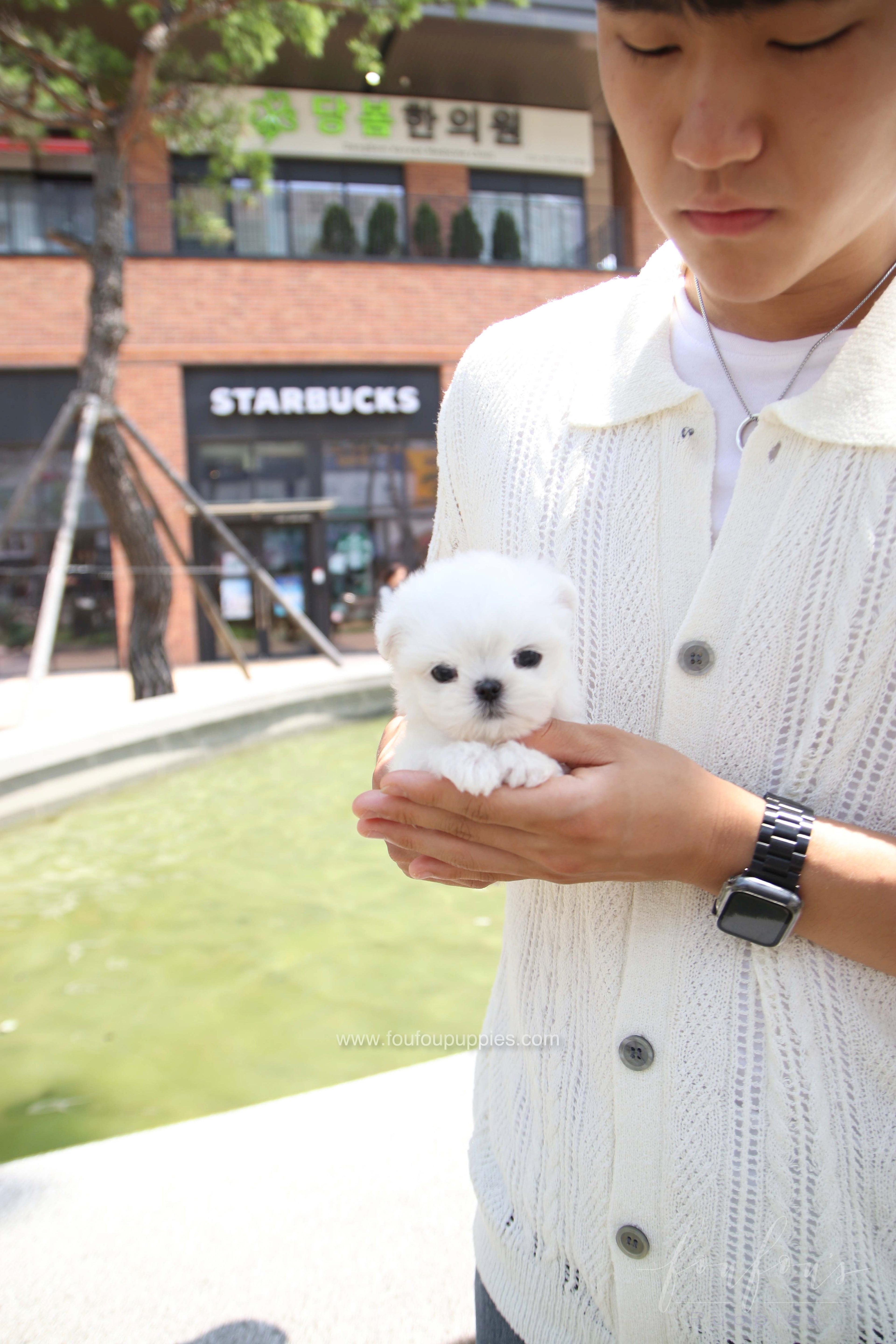 PoohBear - Maltese M.