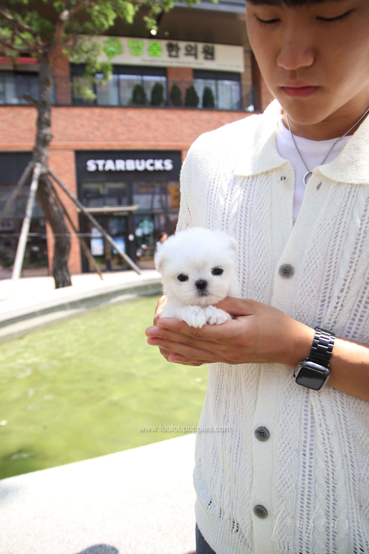 PoohBear - Maltese M.