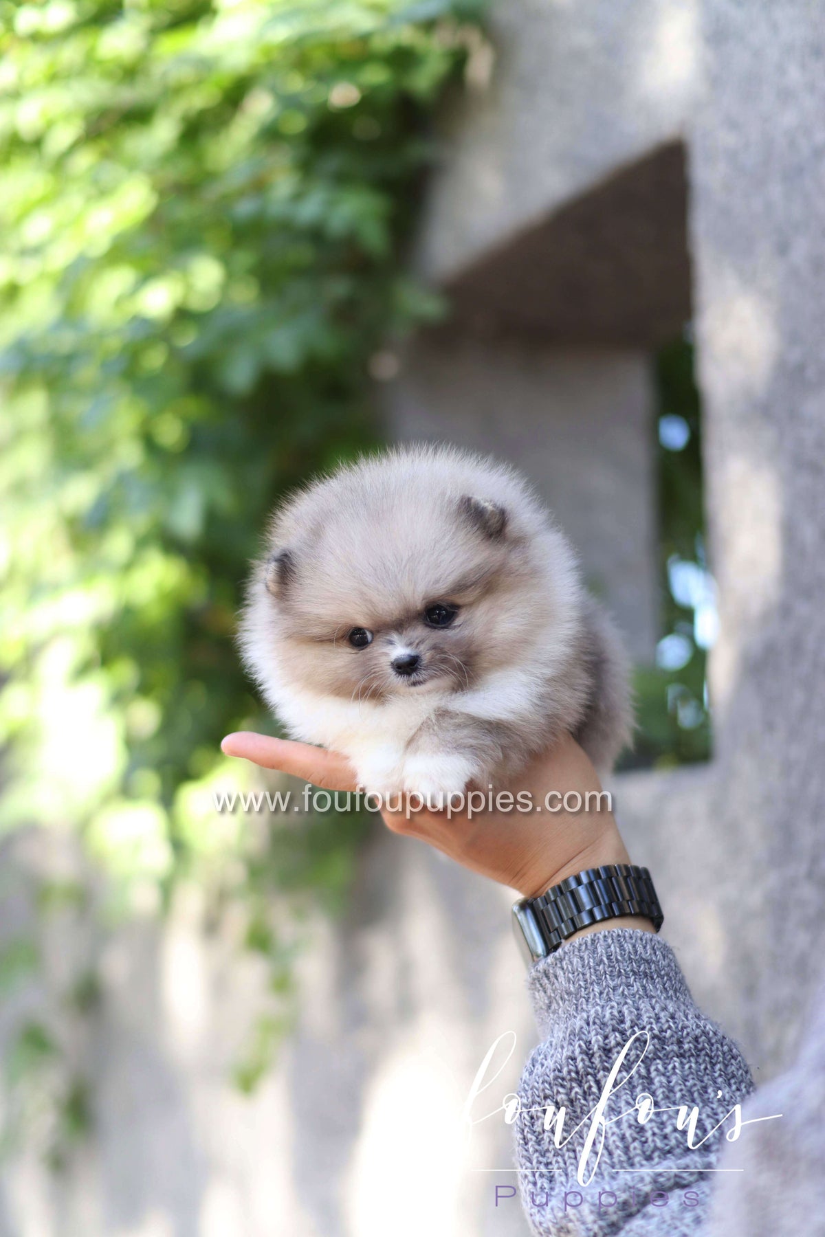 Zephyr - Pomeranian M.