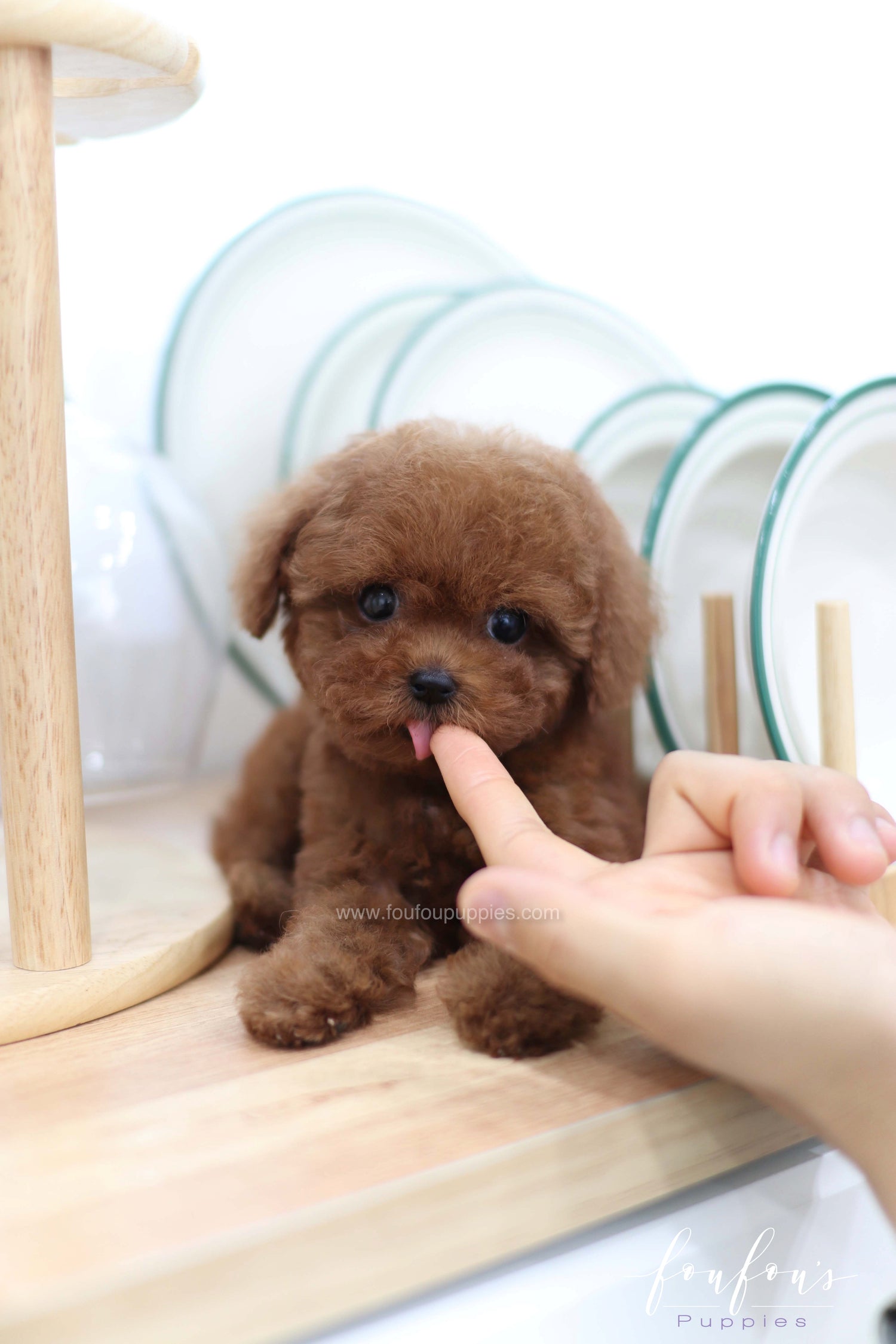 Lady - Poodle F. -
