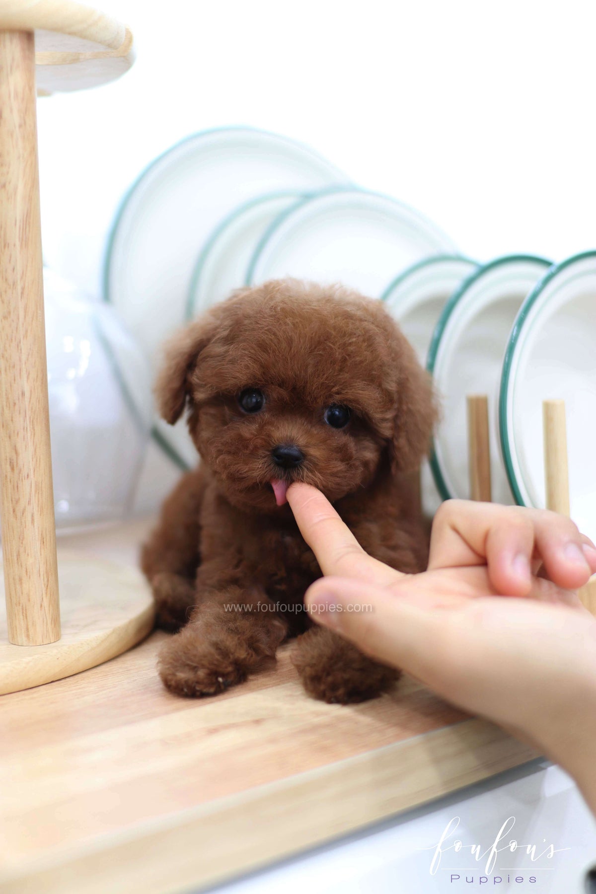 Lady - Poodle F. -