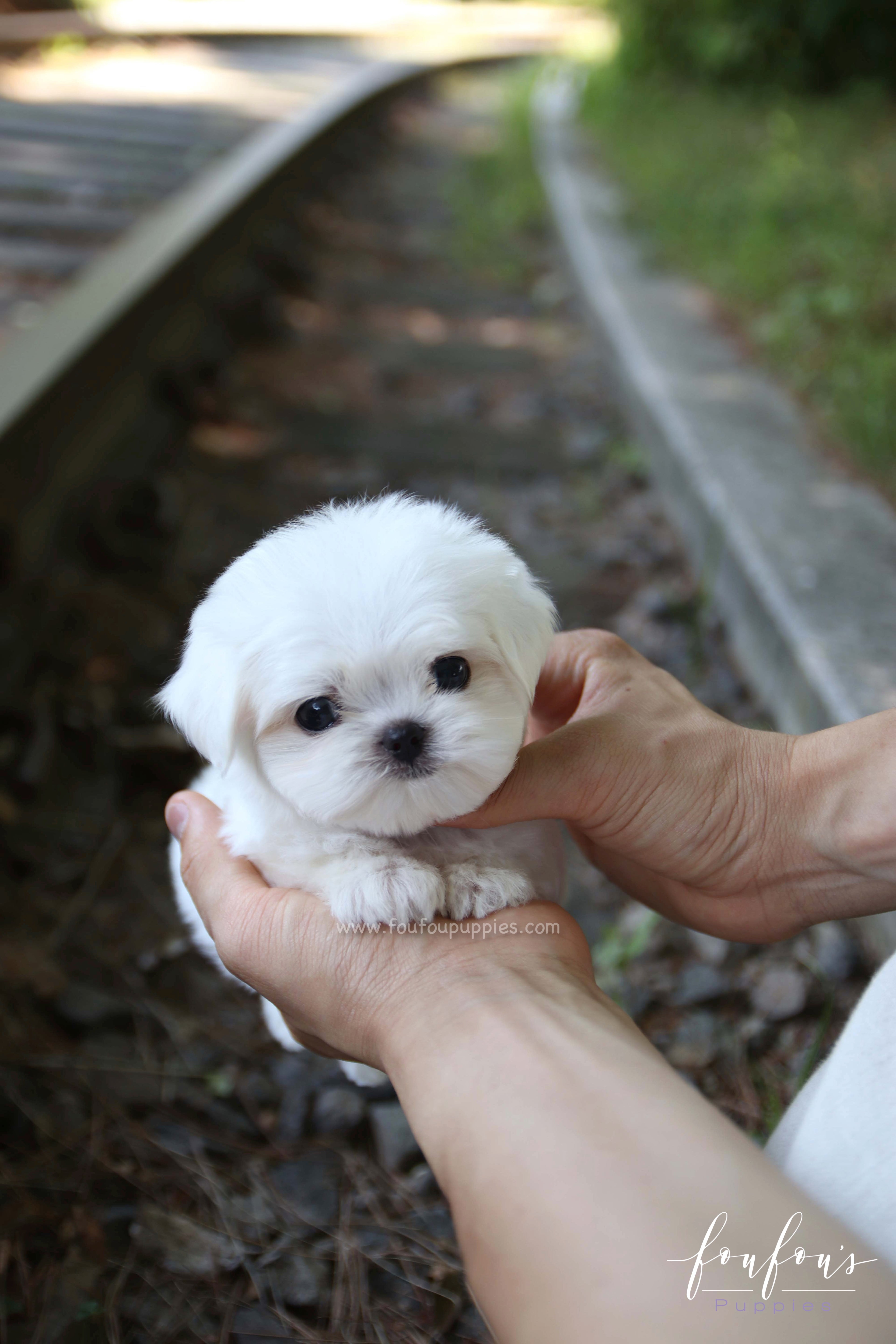 BonBon - Maltese M.
