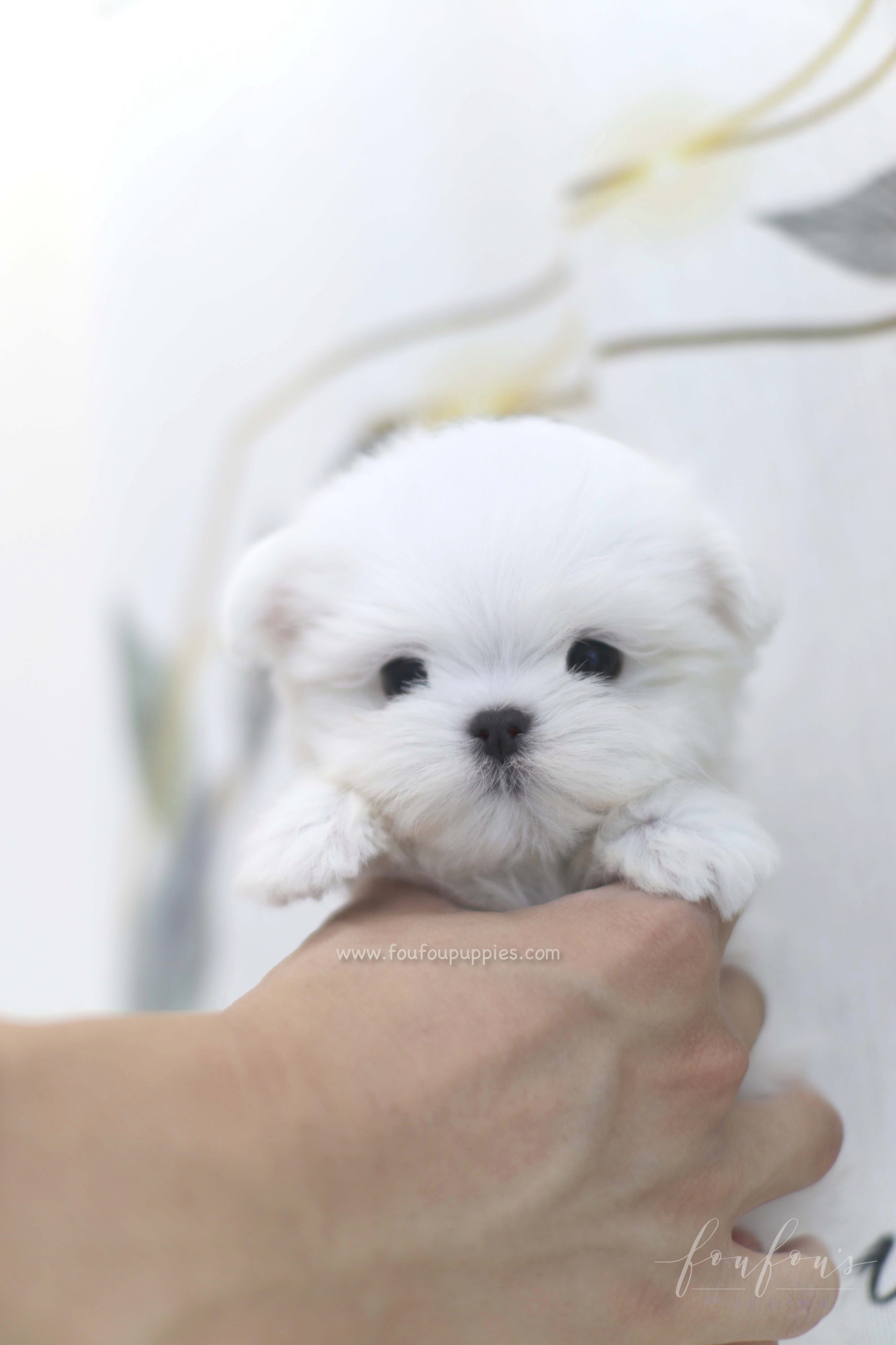Willow - Maltese F.