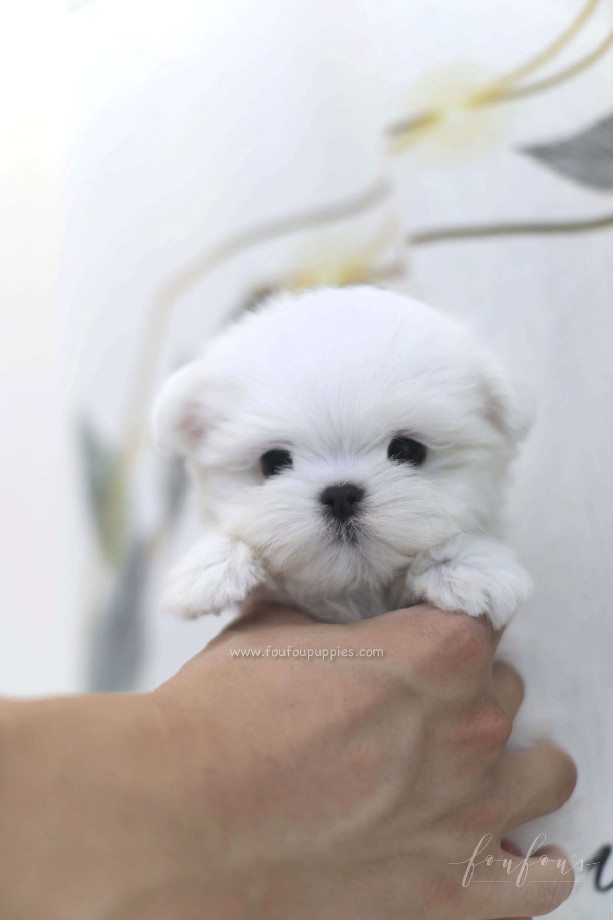 Willow - Maltese F.