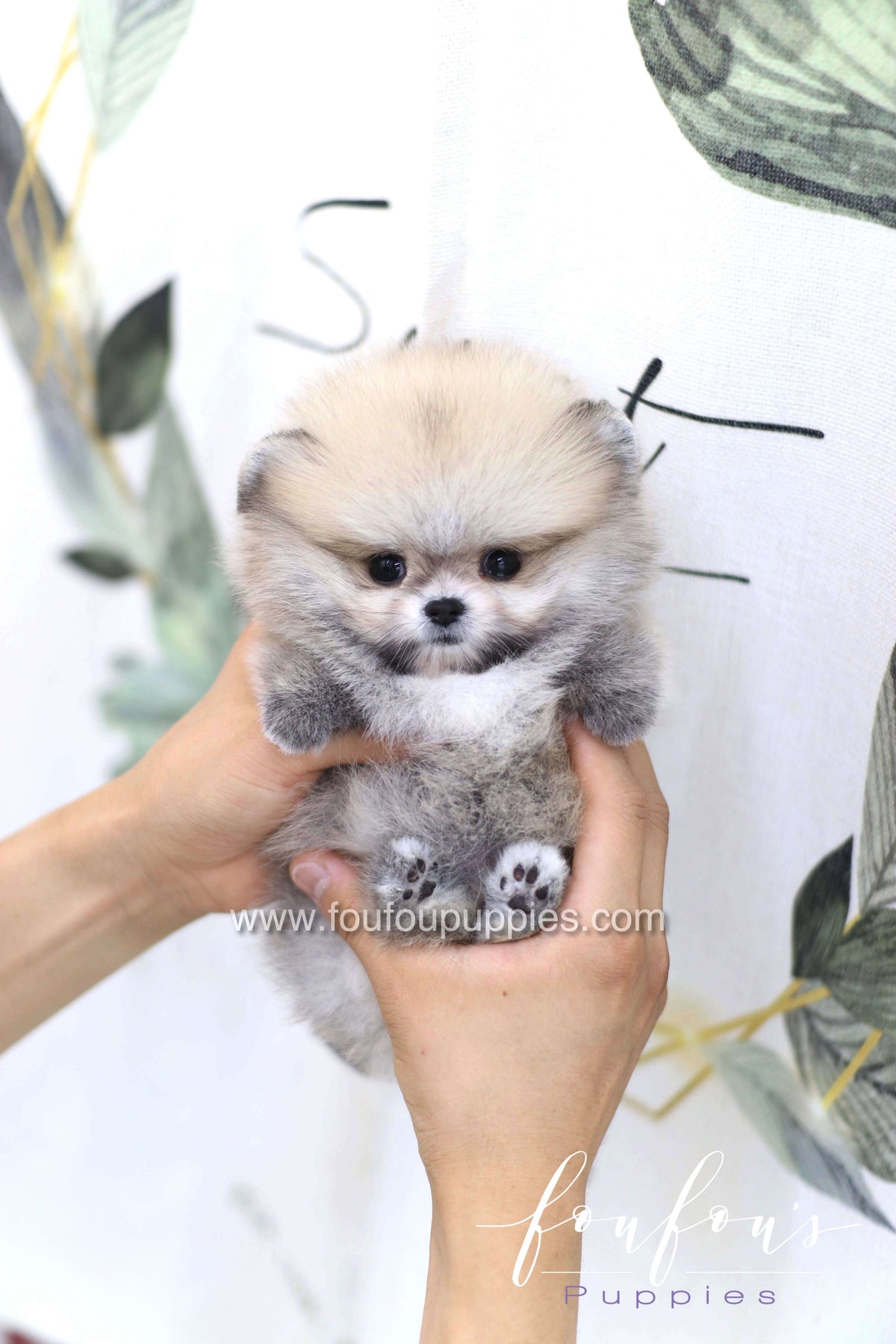 Soleil - Pomeranian F.