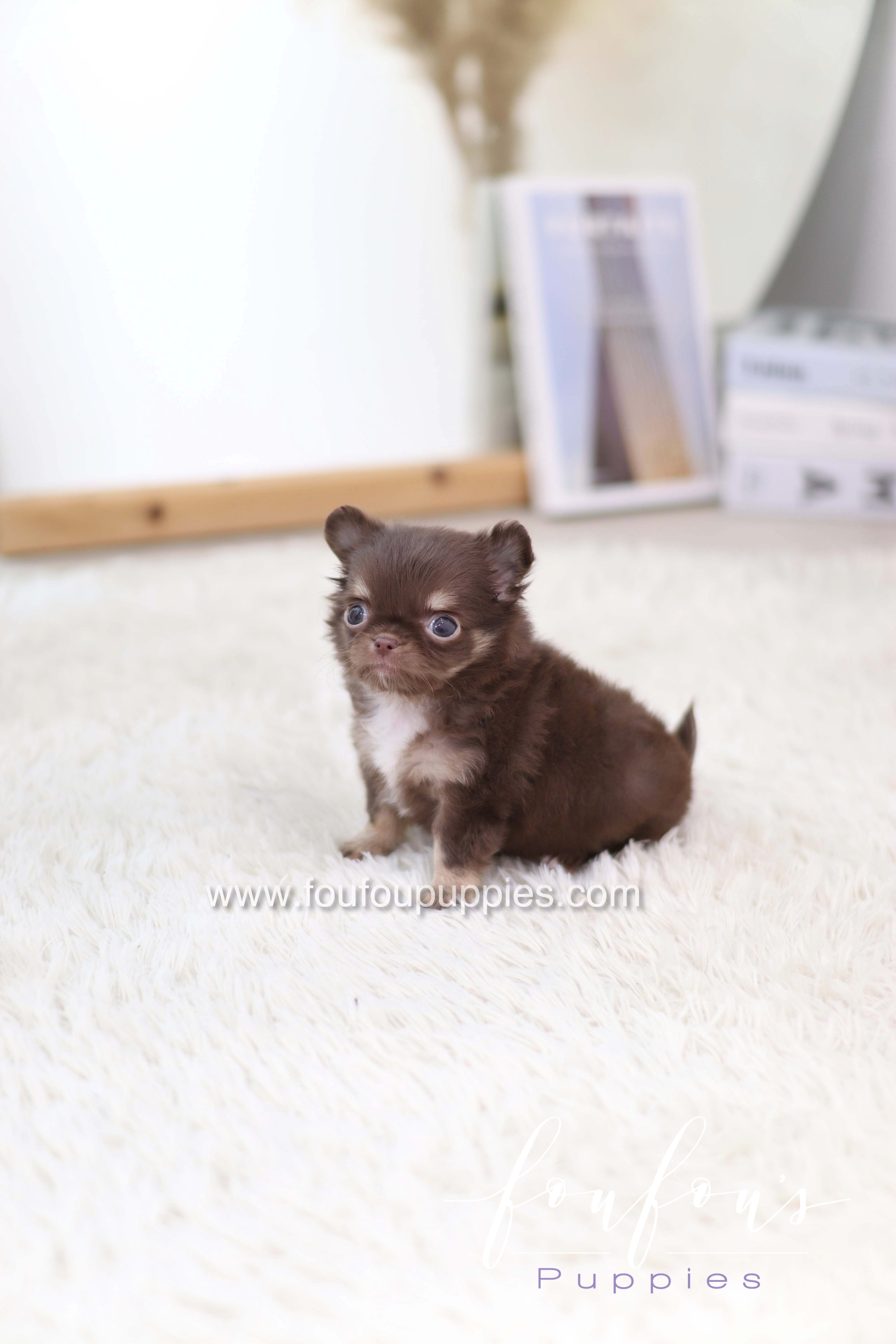 Mocha - Chihuahua F.
