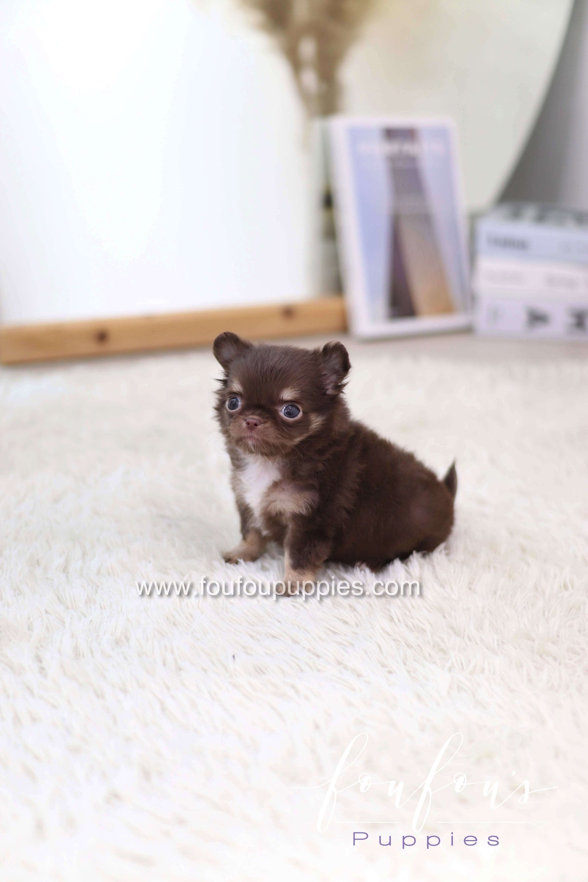 Mocha - Chihuahua F.