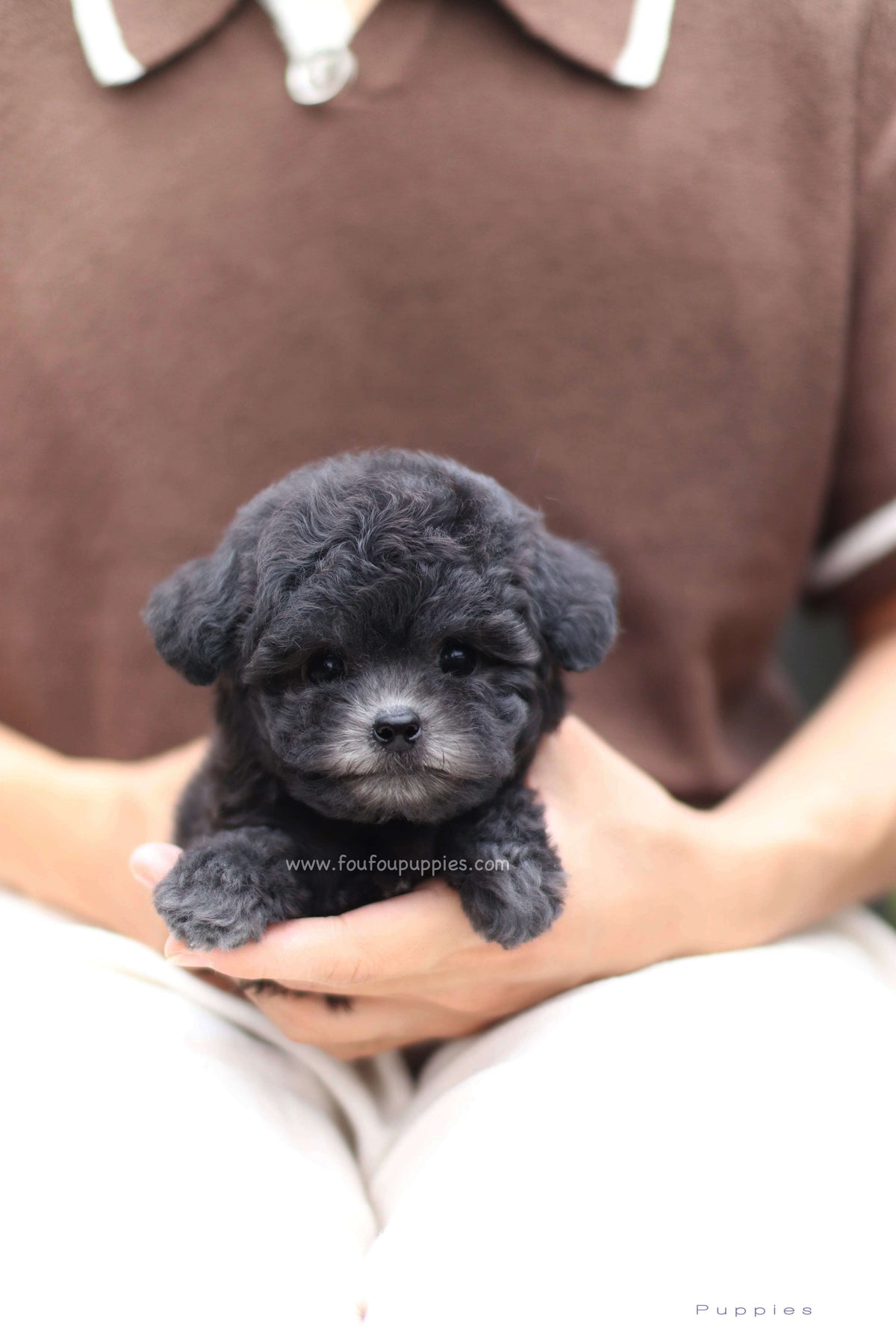 Dahlia - Poodle F.