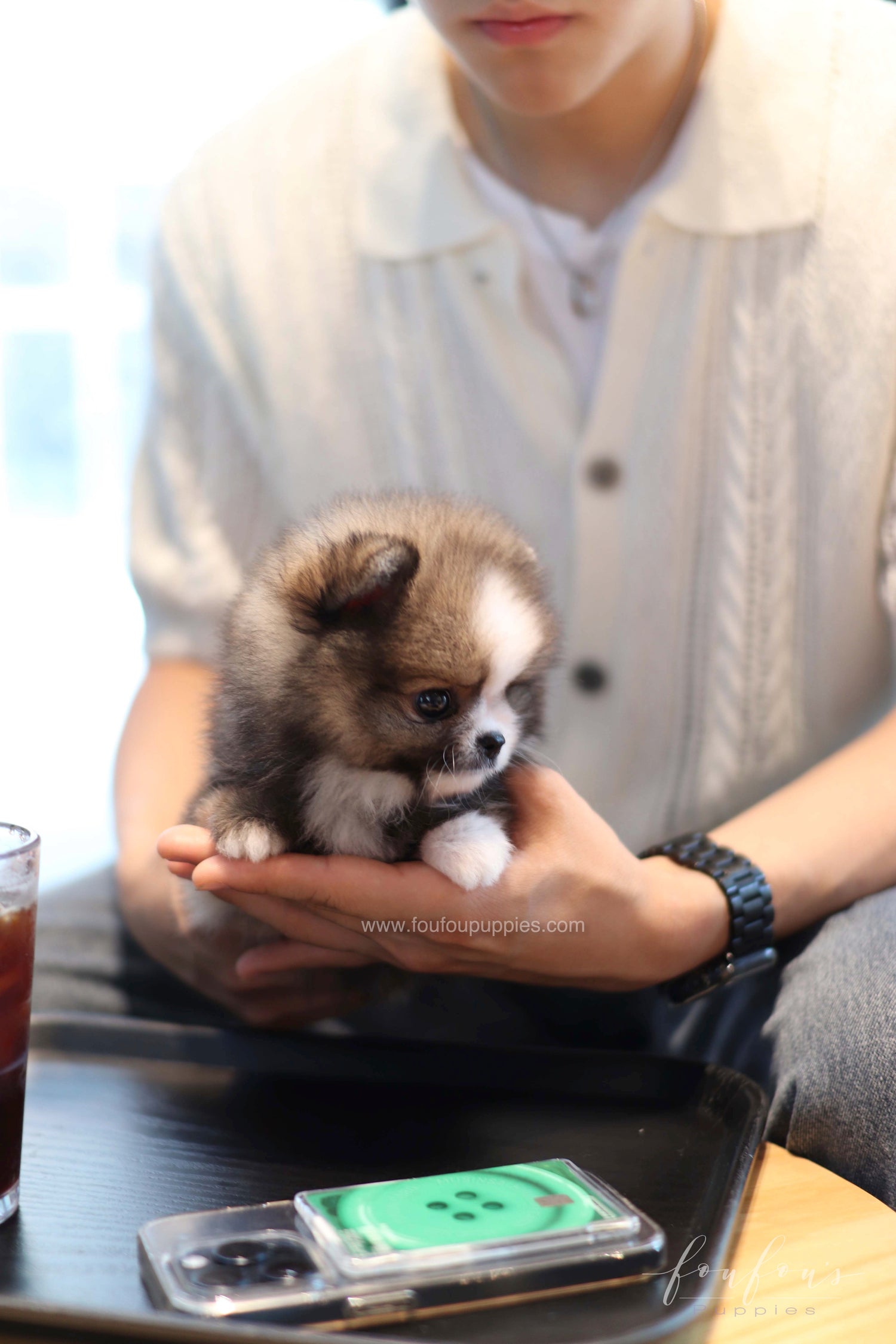 Kelly - Pomeranian F.